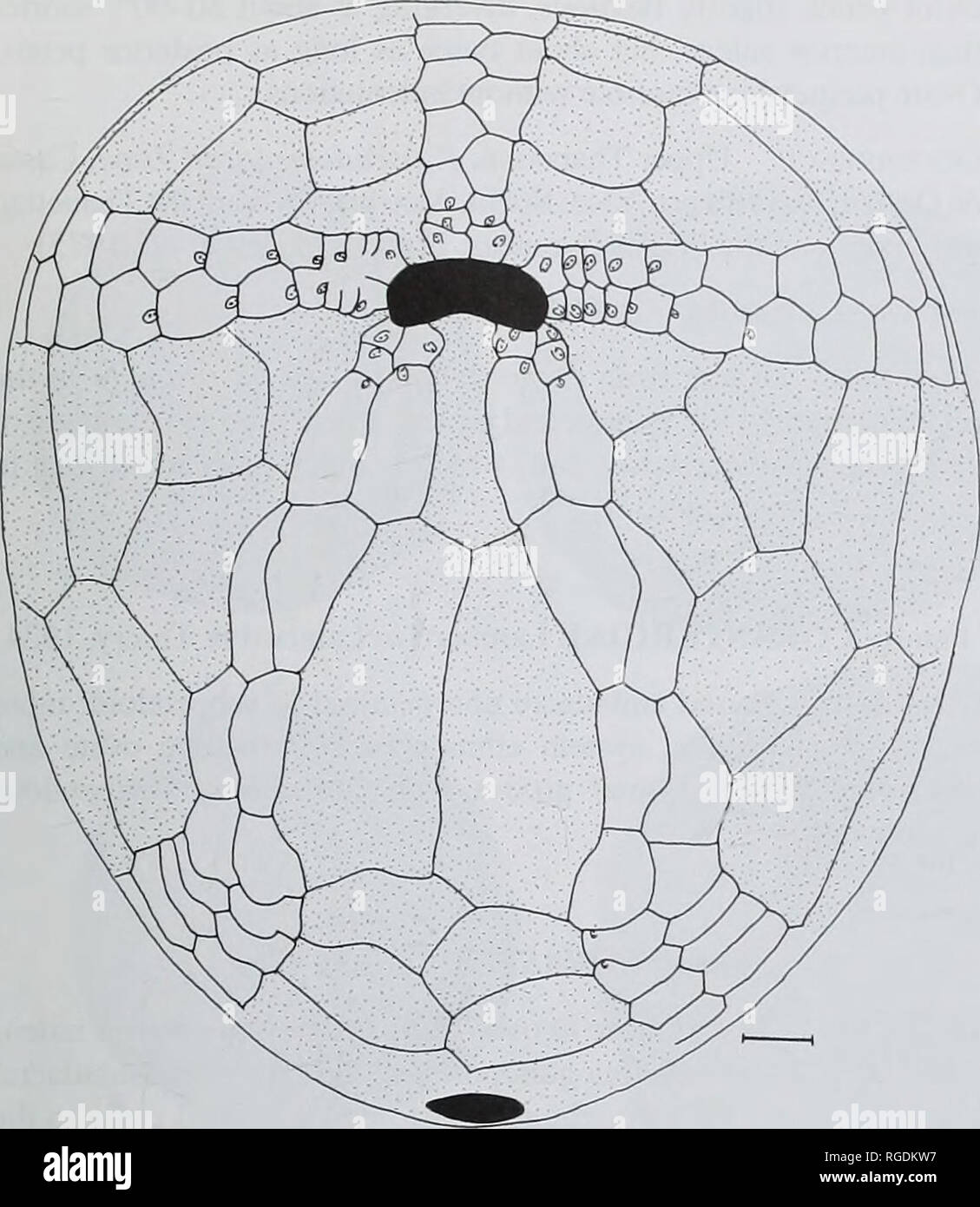 . Bulletin der natürlichen Histort Museum. Geologie Serie. Oberkreide - frühen Tertiär ECHINOIDS 125. Abb. 33 Camera lucida Zeichnung der Beschichtung in Isaster aqiiilanicus (de Grateloup, 1836) aus dem späten Thanetian von Casas de Oraien (Navarra); BMNH EE 6202, mündliche Oberfläche. Maßstab = 5 mm. Gattung HEMIASTER Agassiz. in Agassiz & Amp; Desor, 1847 Diagnose. Apikalen disc ethmophract. Anterior sulcus schwach oder nicht vorhanden. Hemiaster Prunella (L&amp; maick, 1816) PI. 9, Feigen ll-14; Bild. 35 b, c, e 1816 Spatangus prunella Lamarck: 33. 1855 Hemiaster prunella Lamarck; d'Orbigny: 242. pi. 881. 1856 Hemiaster prunell Stockfoto