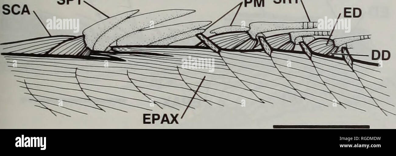 . Bulletin des Natural History Museum Zoologie. Abb. 2 Typ 1 epaxialen Muskel, wie durch Epinephelus merra veranschaulicht (USNM 246689, 96,5 mm, SL). Inclinatores dorsales entfernt medial Muskeln zu machen. Bitte die separaten Zettel epaxialen Muskel, fügt dorsal auf den zweiten pterygiophore (direkt hinter der zweiten Wirbelsäule) und die zusätzlichen Einschübe auf pterygiophores 3-8. Abkürzungen und andere Methoden der Präsentation wie in Abb. 1. Maßstab = 5 mm. Unter diesen apomorphic Morphologien. Typ 1 ist die am leichtesten zu charakterisieren und zu identifizieren. Unter anderem ist es eine begrenzte Gruppe von percifo gefunden Stockfoto