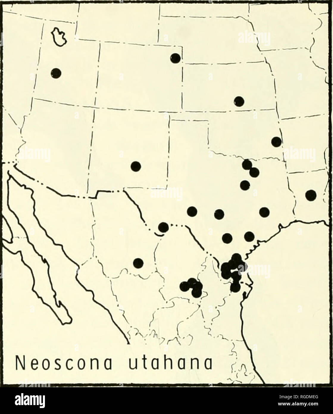 . Bulletin des Museums für Vergleichende Zoologie an der Harvard College. Zoologie. Karte 4. Verteilung der Neoscono oder/zobens/s F. S.-Cam-bridge. National Forest, Grant Parish, Louisiana, das Amerikanische Museum der Naturgeschichte, ex-amined. Neue SYNONYMIE. Frau. Gesamtlänge, 8.8-10.4 mm; Panzers 3.2-5,8 mm lang, 3,0-4,2 mm breit. Eine Frau aus Texas, 9,0 mm Gesamtlänge. Panzers 3,6 mm lang, 3,3 mm breit. Erste Femur, 5.0 mm, patella und Tibia, 6,1 mm; 5,5 mm; Mittelfuß, Tarsus, 1,4 mm. Zweite Patella und Tibia, 5,8 mm; 3,2 mm; dritte, vierte, 4,9 mm. Männlich. Gesamtlänge 6.2-8.0 mm; Panzers 3.6-4 Stockfoto