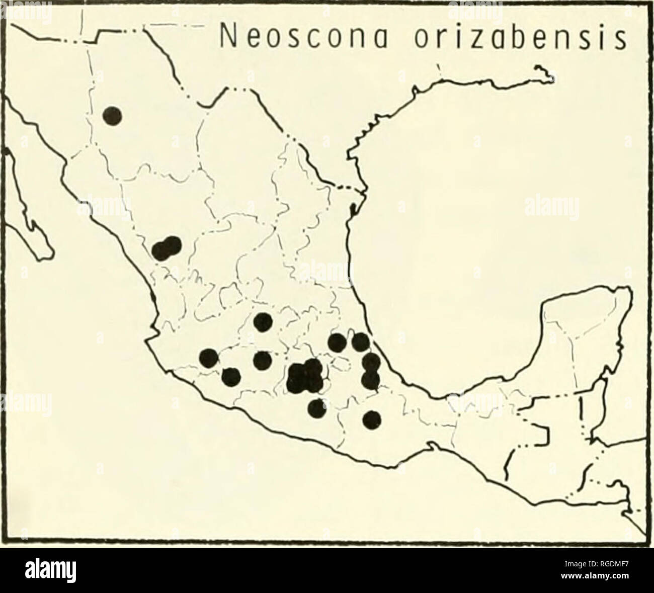. Bulletin des Museums für Vergleichende Zoologie an der Harvard College. Zoologie. 486 Bulletin Museum für Vergleichende Zoologie, Vol. 141, Nr. 8. Karte 4. Verteilung der Neoscono oder/zobens/s F. S.-Cam-bridge. National Forest, Grant Parish, Louisiana, das Amerikanische Museum der Naturgeschichte, ex-amined. Neue SYNONYMIE. Frau. Gesamtlänge, 8.8-10.4 mm; Panzers 3.2-5,8 mm lang, 3,0-4,2 mm breit. Eine Frau aus Texas, 9,0 mm Gesamtlänge. Panzers 3,6 mm lang, 3,3 mm breit. Erste Femur, 5.0 mm, patella und Tibia, 6,1 mm; 5,5 mm; Mittelfuß, Tarsus, 1,4 mm. Zweite Patella und Tibia, 5,8 mm; drittens, 3,2 mm; Stockfoto