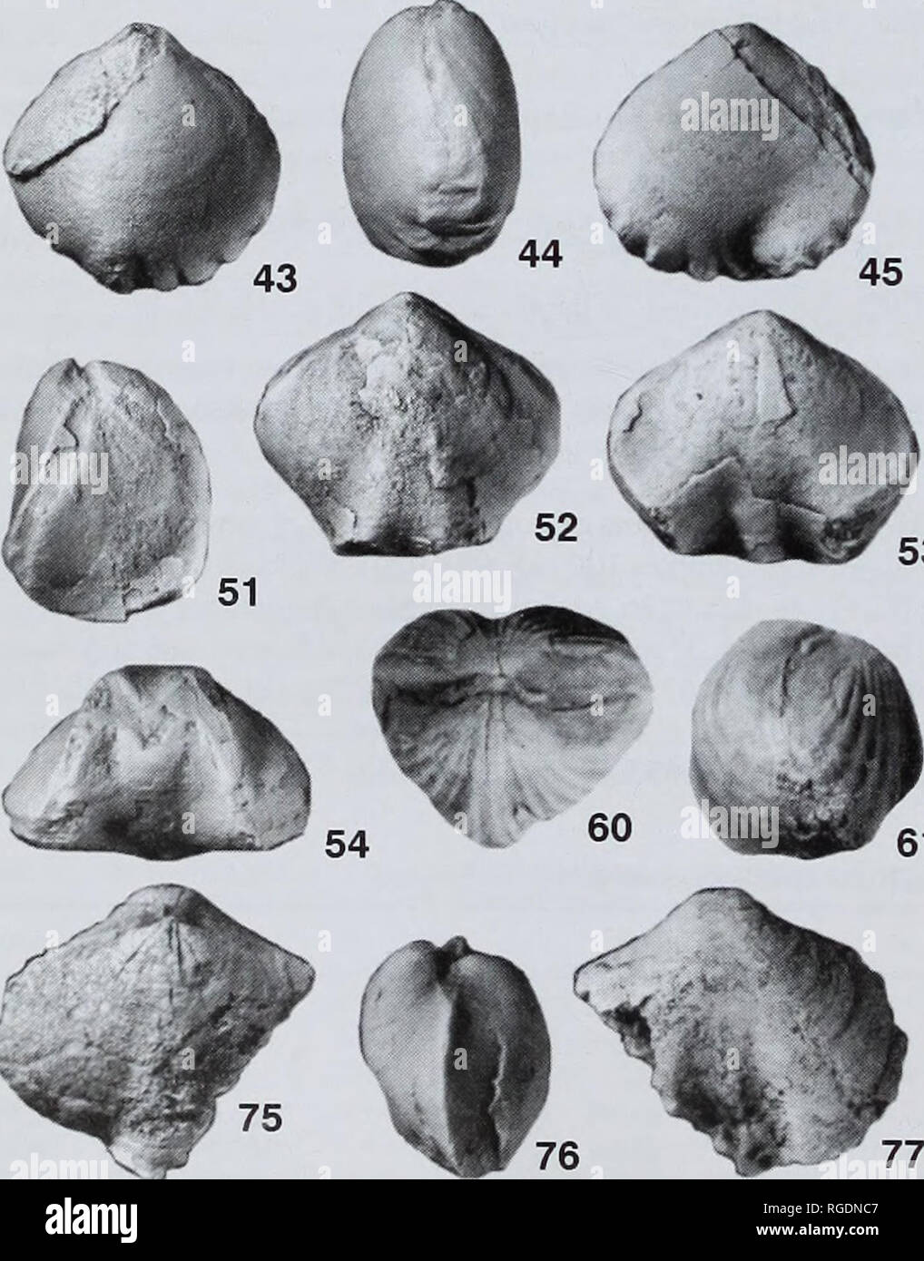 . Bulletin der natürlichen Histort Museum. Geologie Serie. . F47^48 49. Bitte beachten Sie, dass diese Bilder sind von der gescannten Seite Bilder, die digital für die Lesbarkeit verbessert haben mögen - Färbung und Aussehen dieser Abbildungen können nicht perfekt dem Original ähneln. extrahiert. Natural History Museum (London). Andover: Abfangen Stockfoto