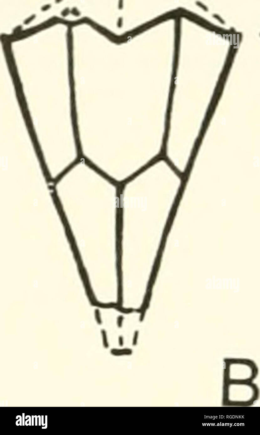 . Bulletin des Museums für Vergleichende Zoologie an der Harvard College. Zoologie. H eine Text-Figure 13. Eine Rekonstruktion Seitenansicht des Hadroblastus sp. Auf MCZ748; Hinweis thecal Form (größte Breite bei kurzen Leitungen), Wide ambulacral Nebenhöhlen mit hydrospire Schlitze (HS) ausgesetzt, geschwungene angehoben ambulacra (AMB) und die Größe des proximalen Schaft (PS) x 1,8. B, leicht rekonstruiert Seitenansicht Phae - noschisma? Sp. (MCZ885), Form (größte Breite bei kurzen Leitungen), lange basals und radials und geschlossenen Form der fehlenden Vault mit kurzen ambulacra, * 3.8. 5,0 mm lang mit unvollständigen Base und fehlende deltoi Stockfoto