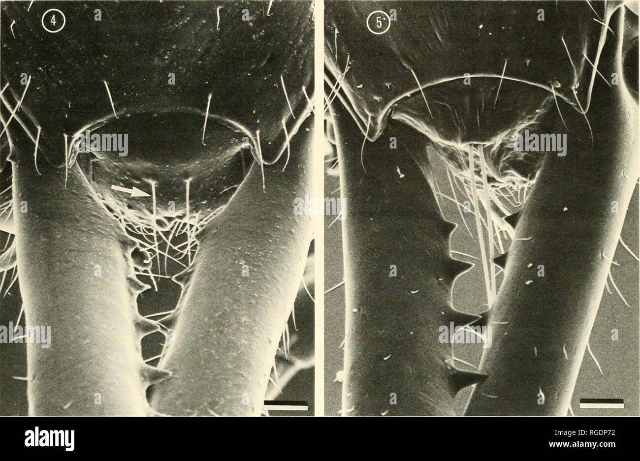 . Bulletin des Museums für Vergleichende Zoologie an der Harvard College. Zoologie. Revision der Myrmoteras • Moffett 11. Zahlen 4-5. Labral Struktur in einer schrägen anterior-dorsalansicht. 4. Labrum von M. indicum (untergattung Myagroteras); der Pfeil zeigt einer der langen labral Haare. 5. Labrum von M. mjoebergi (untergattung Myrmoteras). Teilstrichen. 0,05 mm. ter Staaten: [0] EI höchstens 60, oder [1] EI&gt; 60. EL (Auge). Der maximale Durchmesser des Auges. Das ganze Gesicht. Rückenseite der Kopf gesehen, um die maximale Länge erreichen. Der Frontbereich. Charakter: [0] klar definiert; [?] schlecht abgegrenzt Stockfoto