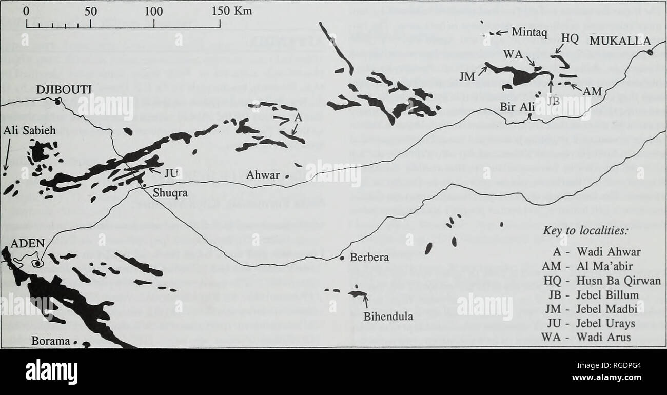 . Bulletin der natürlichen Histort Museum. Geologie Serie. Jura und der Unteren Kreide von WADI HAJAR 25 Bildung, es hatte sicherlich von der Shelly Sandstein gefallen. 5 m Dicke an der Basis der Qishn Bildung unmittelbar über. Es ist die obere Hauterivian im Alter, und ist das erste Datum für diese basalen Teil der Formation. Die orbitolina Kalkstein ist allgemein aner- startmoleküle an oberen Barremian im Alter werden von der Foraminiferen [Palorbitolina lenticularls (blumenbach) und Choffatella deciplens Schlumberger), die es enthält (Beydoun, 1968: 92). Drei Munition - Nites wurden von Beydoun, 196 aufgezeichnet Stockfoto
