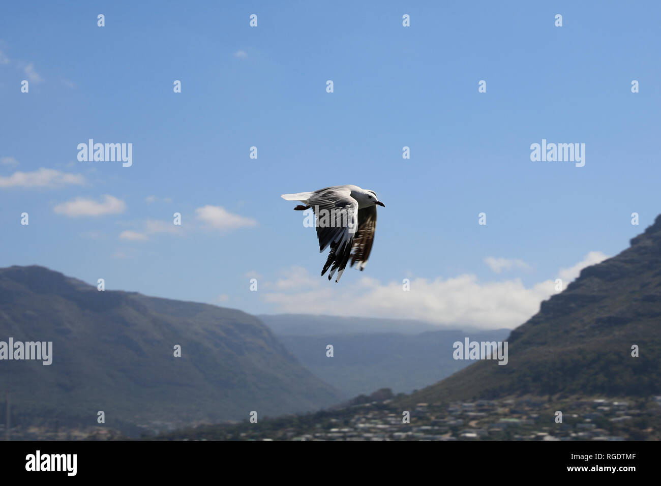 Ein hartlaub Möwe oder König Gull, (Chroicocephalus Hartlaubii) in Hout Bay, Südafrika. Stockfoto