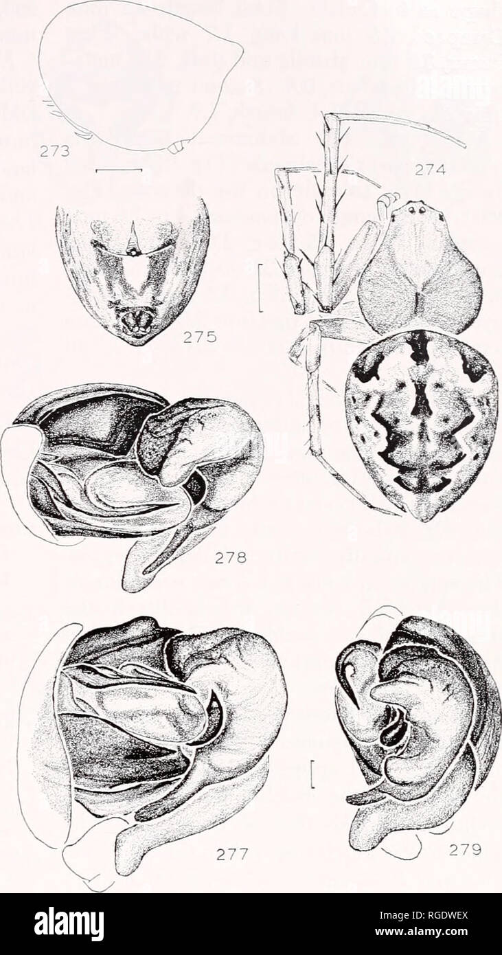 . Bulletin des Museums für Vergleichende Zoologie an der Harvard College. Zoologie. Abbildungen 269-279. Eustala conchies (McCook): 269-275. Frau: 269-272. Epigynum: 269. Ventrale. 270. Pos-terior. 271. Seitliche. 272. Posterior, gelöscht. 273. Abdomen, Lat. 274. Dorsal. 275. Bauch, ventrale. 276. Männliche ventralen macrosetae auf der linken femora. 277-279. Männliche linke palpus: 277. Mesal. 278. Apikalen. 279. Ven-. Teilstrichen. 0,1 mm, außer Feigen. 273-276, 1,0 mm. Skript Abbildung an der Harvard University. Banken war der erste tlie Arten zu beschreiben und diagnostischen Zeichen geben. Beschreibung. Frau von Penn Stockfoto