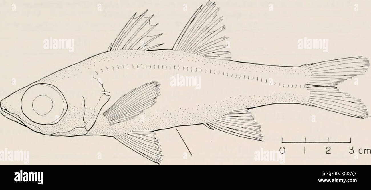 . Bulletin des Museums für Vergleichende Zoologie an der Harvard College. Zoologie. EriGONus Systematik • Mayer 193. Abbildung 22. Epigonus lenimen 139,0 mm, SL, UZM P 45165. biistus liave durch Grundschleppnetze ergriffen wurden zwischen 800 und 1225 Meter aus Südosteuropa Süden Ameriea, Südafrika, und AustraHa (sek Abb. 21). Eine Probe (ISH 430/71) wurde von einem tiefen pelagisches Schleppnetz genommen. Geographische Variation. Keine Untersuchung durchgeführt, weil keine ausreichenden Ma- terial aus Südafrika und Australien verfügbar war. Taxonomische Notizen. Epigonus macrops Gilchrist und von Bonde, 1924 des war-Cribed von zwei syntyp Stockfoto