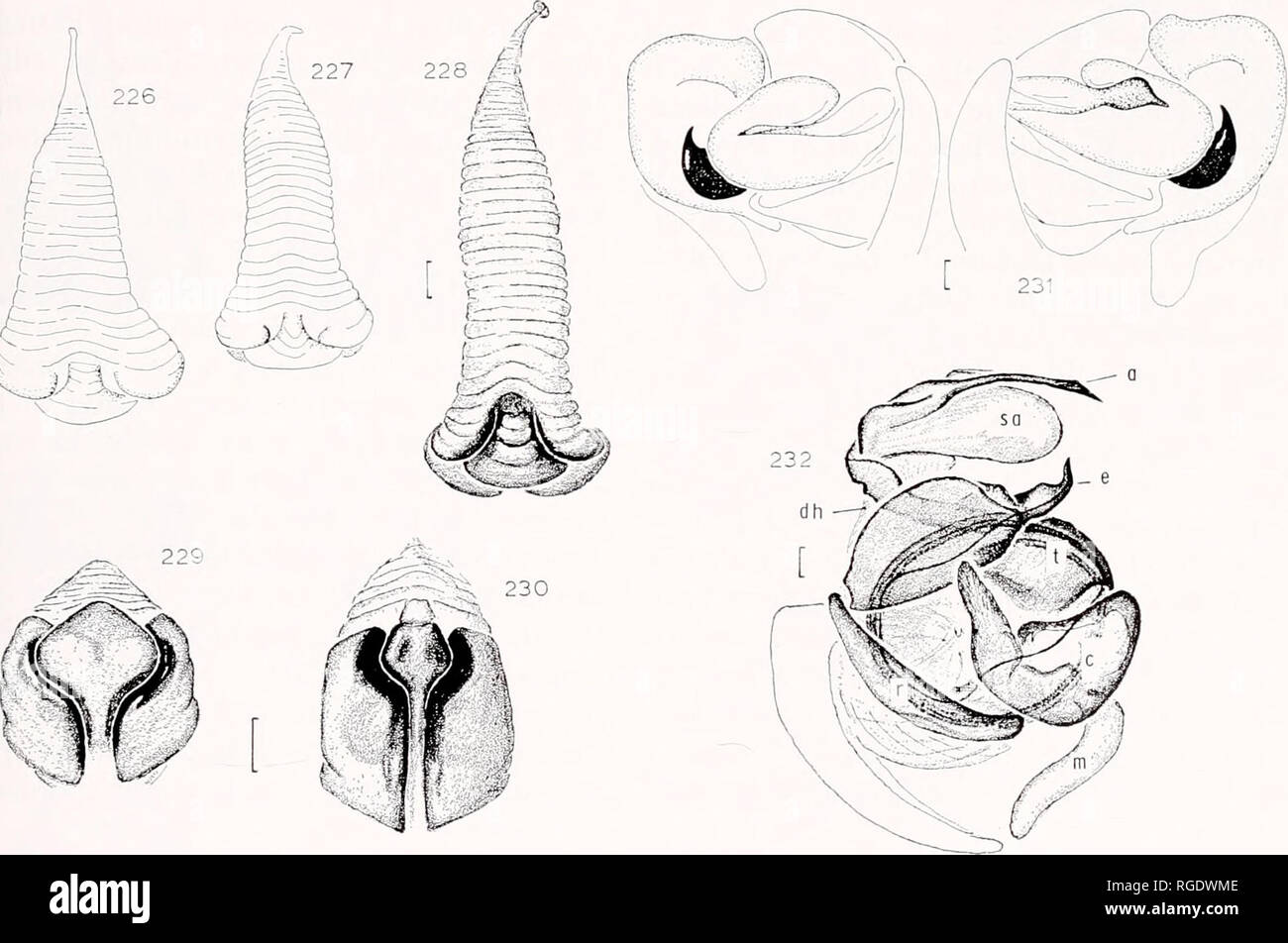 . Bulletin des Museums für Vergleichende Zoologie an der Harvard College. Zoologie. Abbildungen 218-232. Eustala anastera (Walckenaer): 218-222. Dorsale Muster der weiblichen Unterleib. 218. (Penn-Sylvania). 219. (West Virginia). 220. (Michigan). 221, 222. (Florida). 223, 224. Weibliche Bauch, Lat. 223. (Georgien). 224. (Südliche Texas). 225. Weibliche Auge Region und chelizeren. 226-230. Epigynum. 226-228: VENTRAL. 229, 230. Hinteren Teil. 226, 227. (Kerr Co., Texas). 228. (Goliad Co., Texas). 229. (Nova Scotia, Can-Ada). 230. (Cimarron Co., Oklahoma). 231. Linken und rechten palpen von derselben Person (Abs., L Stockfoto