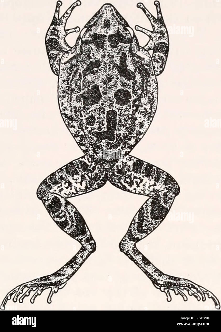 . Bulletin des Museums für Vergleichende Zoologie an der Harvard