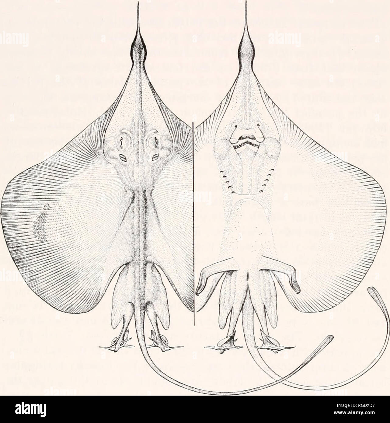 . Bulletin des Museums für Vergleichende Zoologie an der Harvard College. Zoologie. BIGELOW UND SCHROEDER: BATOID FISCHE 473 Schnauze, aber unterschiedliche, sich von ihr in die äußeren Ränder der posterioren Unterteilung der Bauchflossen entlang ihrer Ein-terior Hälfte mit der inneren Ränder der Brüste, war auch Anacantlwbatis von Bonde und Swart fixiert sind. Aber die Unikat scheint die meisten seinen Schwanz verloren zu haben, so dass die Anwesenheit oder Abwesenheit der Rückenflossen gelernt werden muss. . .. Abbildung 9. Springcria folirostris, reife männliche 576 mm lang. Zeichnung von N. W. Strekalovsky. "Keine b Stockfoto