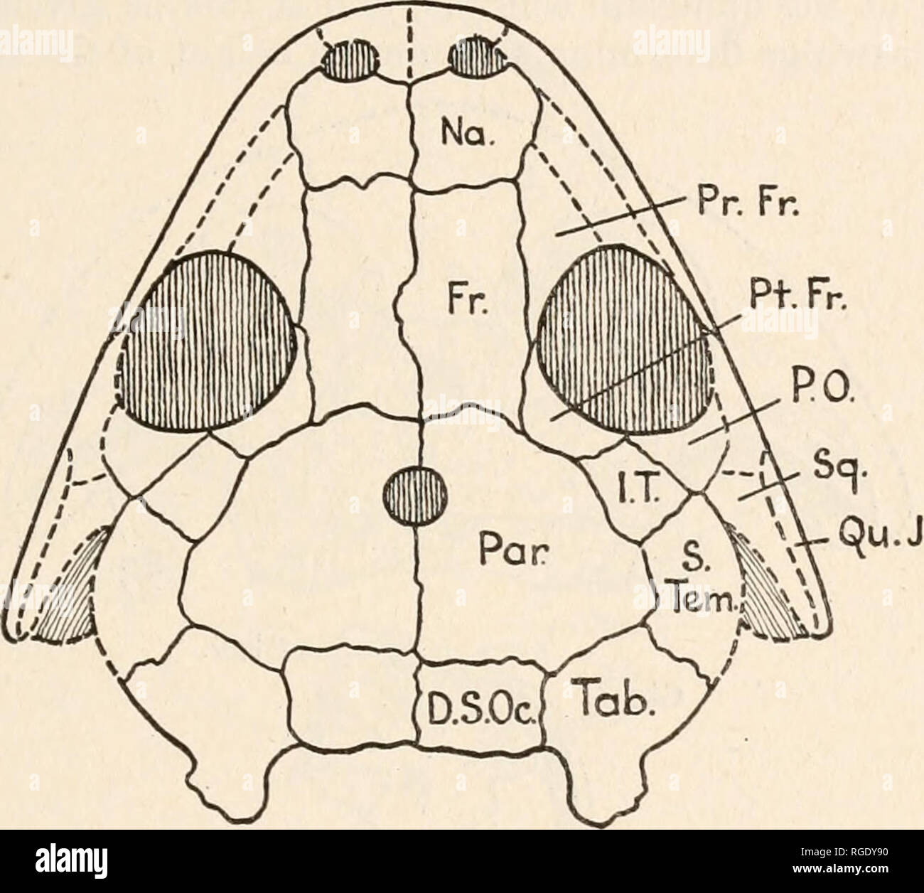 . Bulletin des Museums für Vergleichende Zoologie an der Harvard College. Zoologie. WATSON: BOLOSAURUS UND REPTILE KLASSIFIZIERUNG 415 Die Probe D.M.S.W. B54 in meine Sammlung von Lhotka - Enthält die Überreste von drei Personen von Phaiherpeton. Einer von diesen, Phaiherpeton falax, ist ein Schädel von unten zeigen, gesehen, die unter der Oberfläche der Knochen des Schädels Dach, das sind ein wenig fehl am Platze, ein Abschnitt des Oberkiefers und premaxilla mit ihren Zähnen, eine Unterkiefer in Position, und eine komplette quadratische Pr. Fr.. Bitte beachten Sie, dass diese Bilder aus gescannten Seite Bilder, Biene haben können extrahiert werden Stockfoto