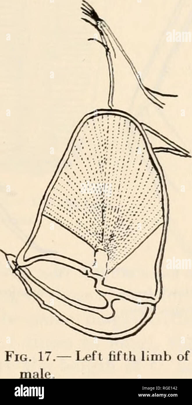 . Bulletin des Museums für Vergleichende Zoologie an der Harvard College. Zoologie. Abb. 15. Zweite Antenne der männlichen. Abb. 1 G.-männlich. Rechten fünften Teil. Bitte beachten Sie, dass diese Bilder sind von der gescannten Seite Bilder, die digital für die Lesbarkeit verbessert haben mögen - Färbung und Aussehen dieser Abbildungen können nicht perfekt dem Original ähneln. extrahiert. Harvard University. Museum für Vergleichende Zoologie. Cambridge, Mass.: Das Museum Stockfoto