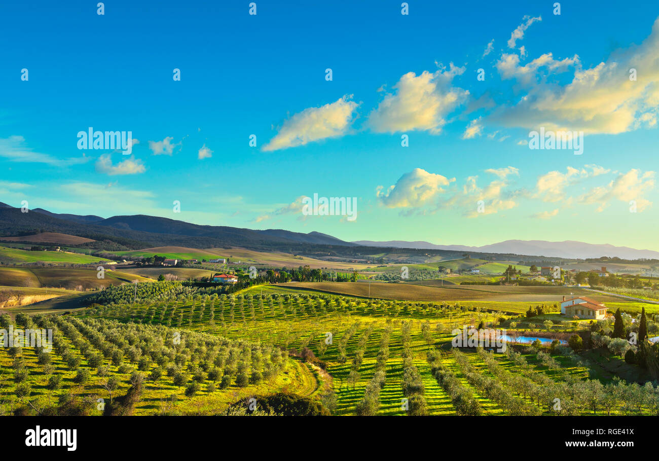 Maremma auf dem Land Panoramaaussicht, Olivenhaine, sanfte Hügel und grüne Felder auf den Sonnenuntergang. Meer am Horizont. Casale Marittimo, Pisa, Toskana Italien E Stockfoto