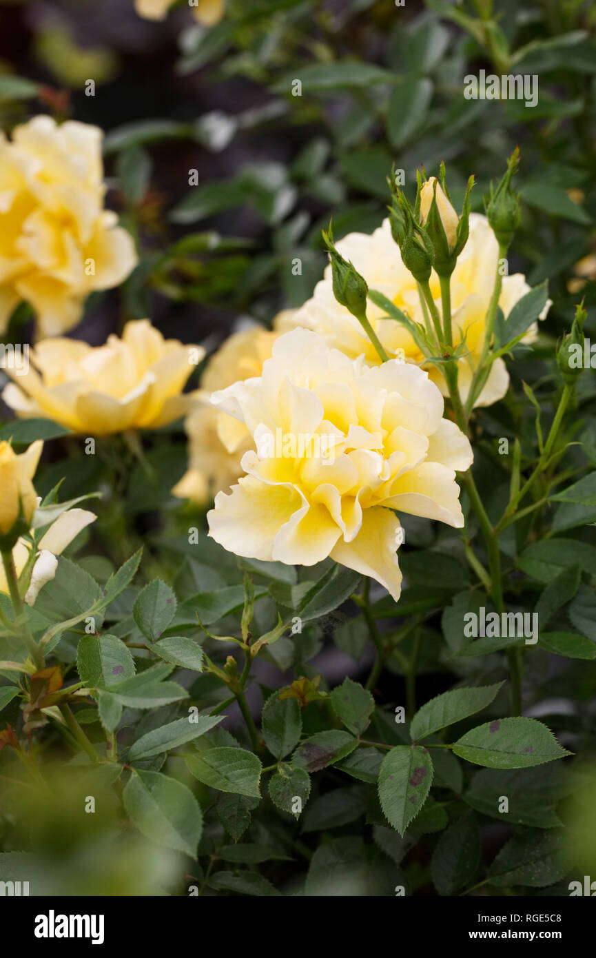 Rosa Gold Spice "Frymega". Gelbe Strauchrose in einem englischen Garten. Stockfoto