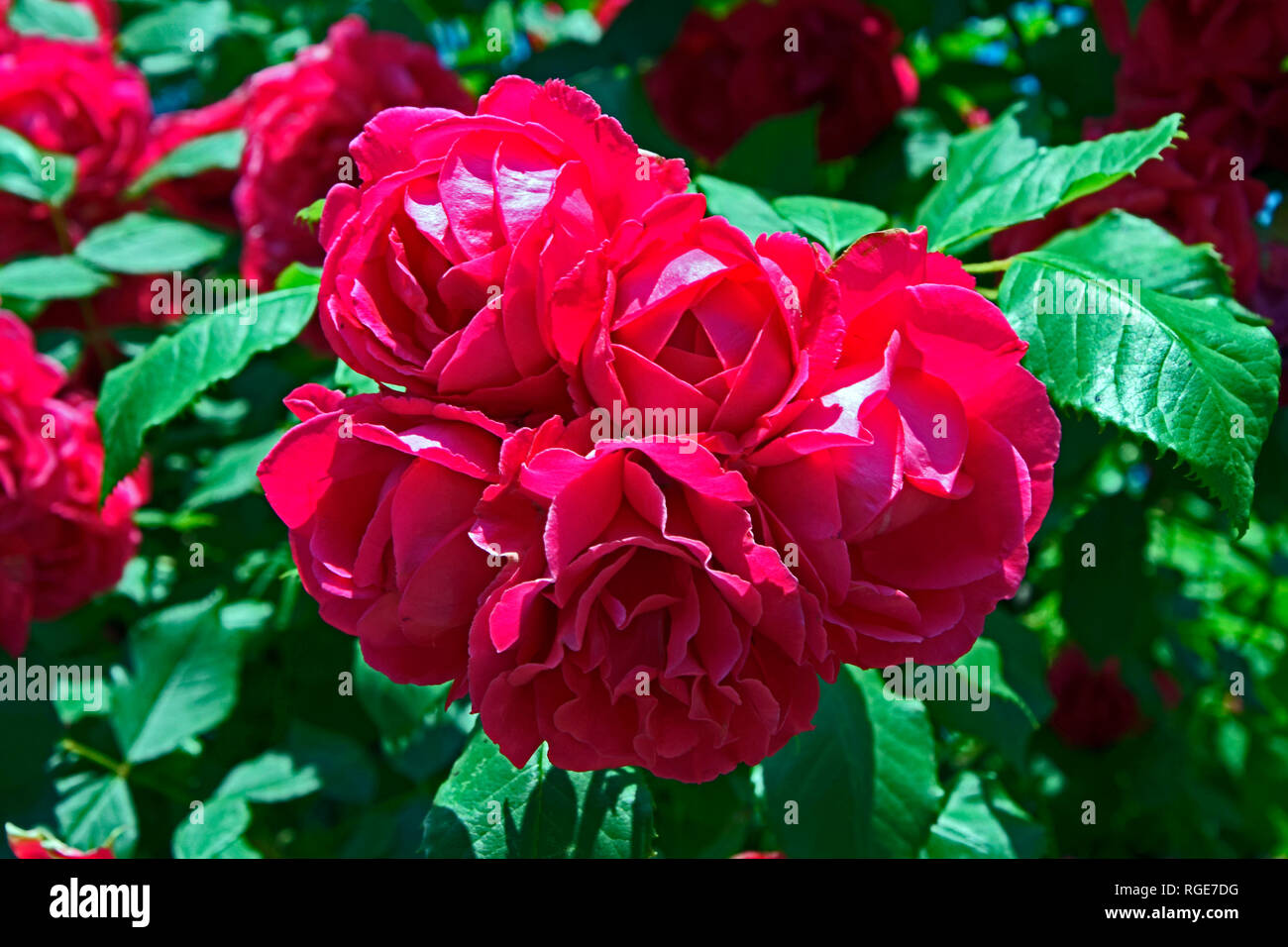 Detailansicht auf einem Cluster von Lila rote Rosen in hellem Sonnenlicht Stockfoto