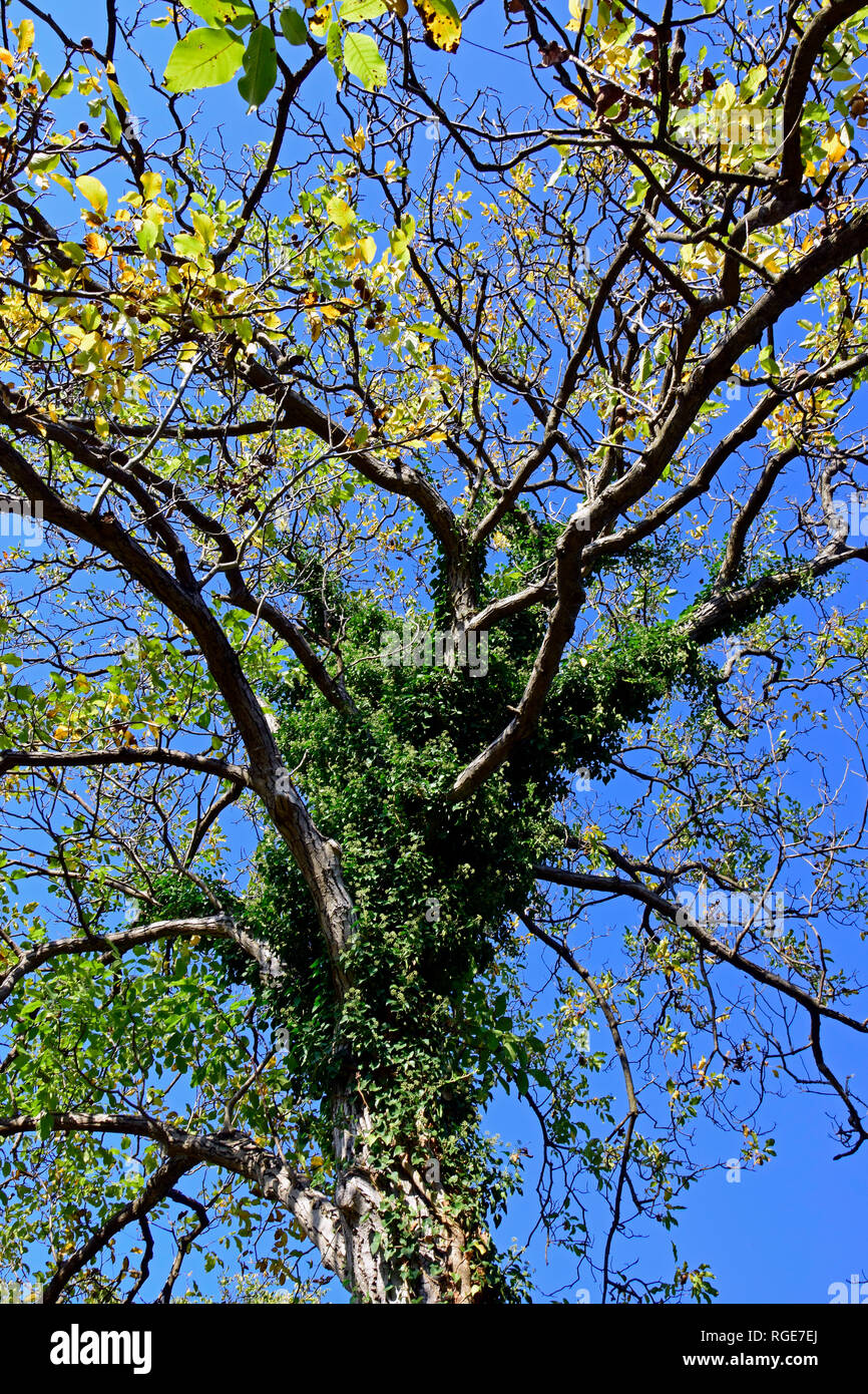 Nach oben Ausblick auf einen verlassen - shedding Walnut Tree von Evergreen common Ivy überwältigt zu werden Stockfoto