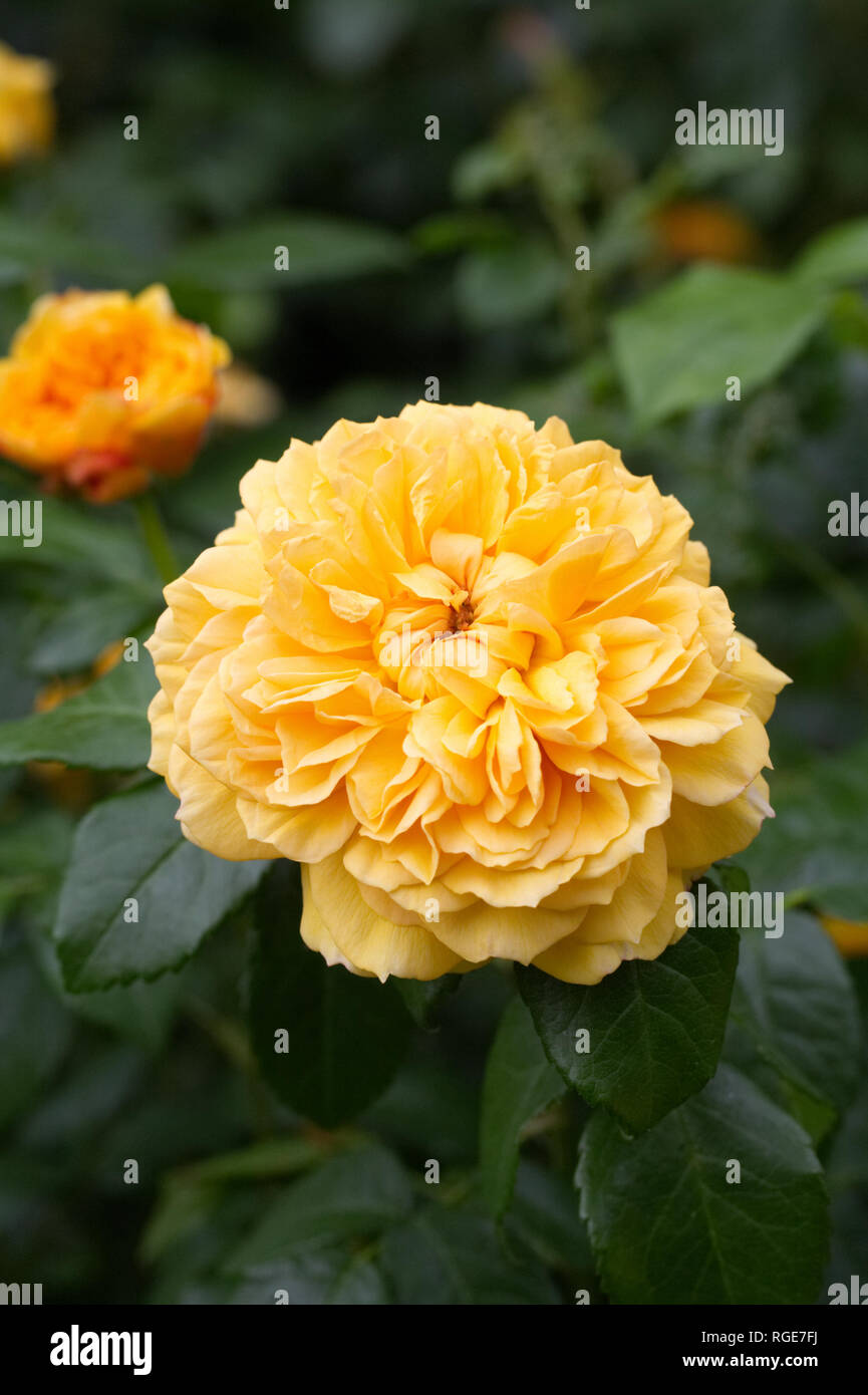 Rosa' Leah Tutu' Blume. Stockfoto