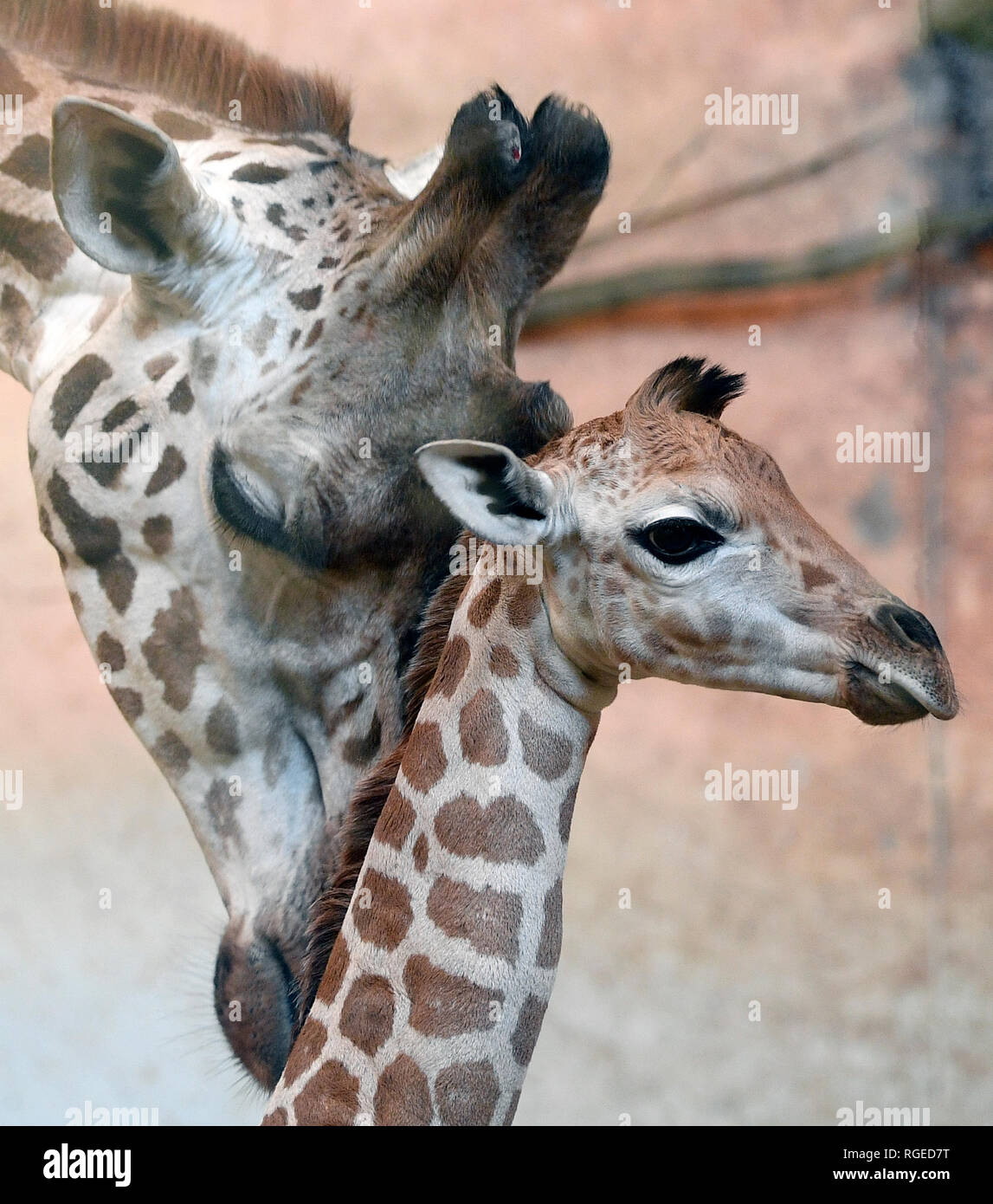 Prag, Tschechische Republik. 29 Jan, 2019. Vier Tage alten Rothschild Giraffe Kalb zum ersten Mal öffentlich von der Prager Zoo eingeführt wurde, Tschechien, 29. Januar 2019. Credit: Ondrej Deml/CTK Photo/Alamy leben Nachrichten Stockfoto