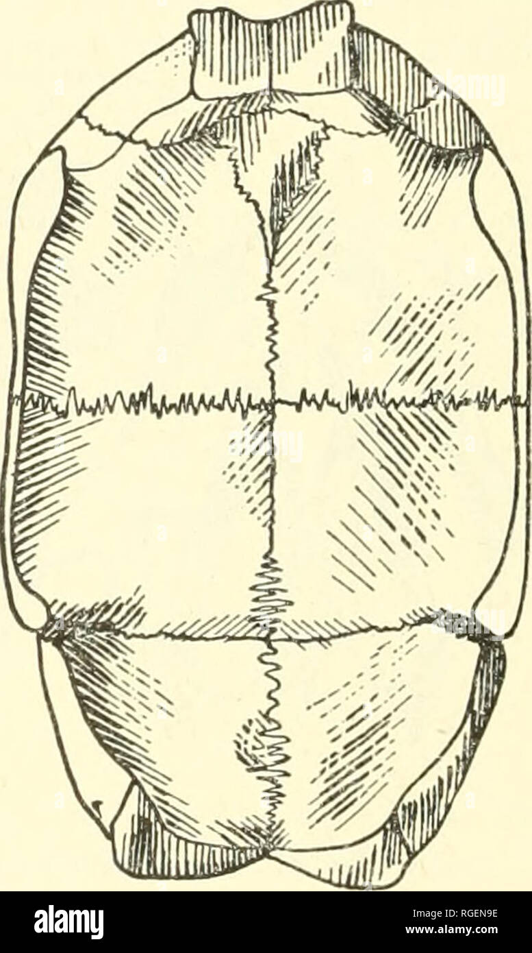 . Bulletin des Museums für Vergleichende Zoologie an der Harvard College. Zoologie. A B Abb. 24. Testudo Meinmanni. A, Dorsalen Ansicht des Panzers (M.C.Z. 1499) (x%); B, Innenansicht der Plastron (Yale Mus. 667). Hinweis Scharnier der hinteren Lappen (x%). (S. Unterlegscheibe del.) Größe. Panzerlänge von Erwachsenen 5 (5 ist von 86 bis 110 mm.; die letzte erwähnt, aus El Arish, ist außergewöhnlich für ein $. Panzerlänge von Erwachsenen 5? Ist von 113 bis 127 mm., letztere aus Marsa Matruh (vgl. Blüte: 1933: 746). Panzerlänge von einem $(M.C.Z. 1499) 100 mm, Breite 72 mm, Höhe 57 mm. Panzerlänge von kleinman Stockfoto