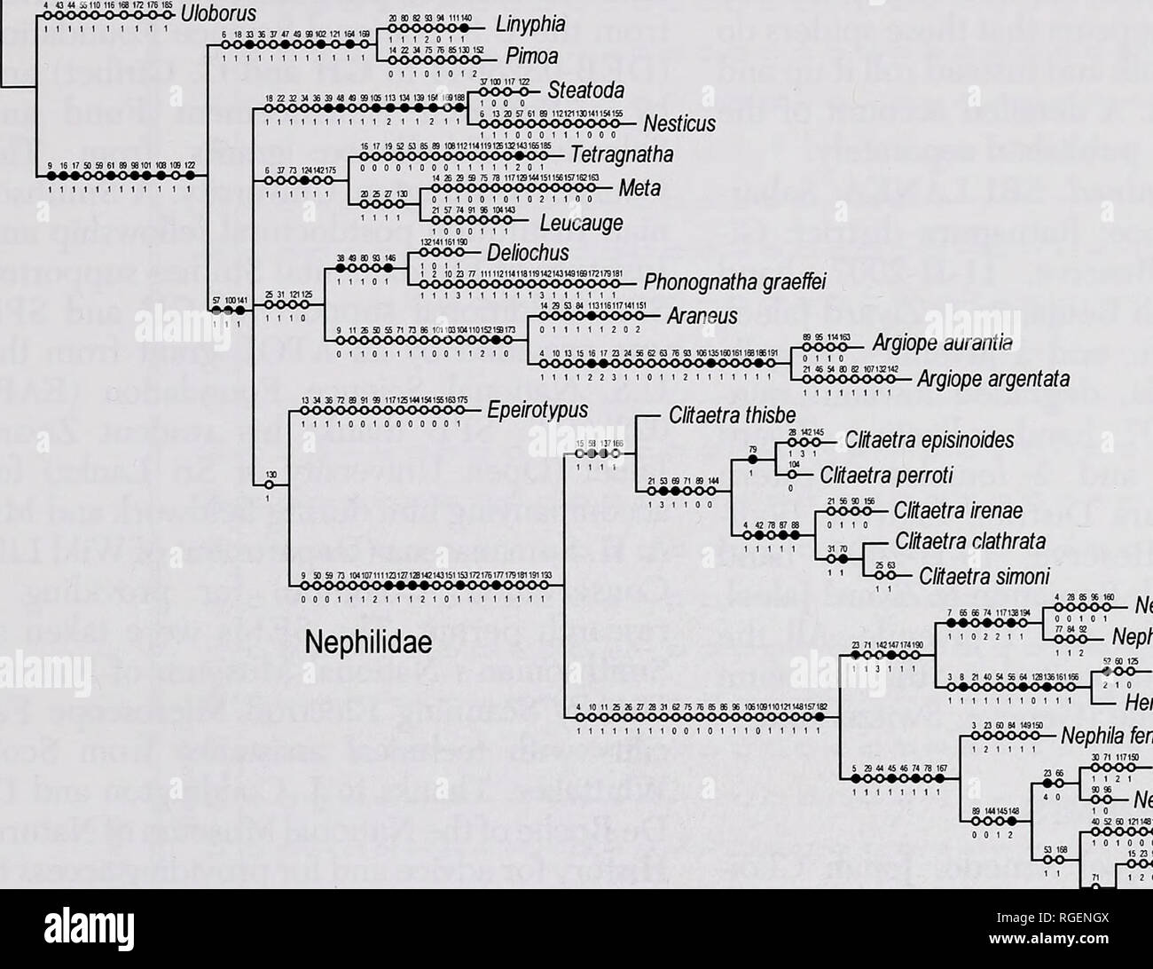 . Bulletin des Museums für Vergleichende Zoologie an der Harvard College. Zoologie; Zoologie. Clitaetra • Dimitrov et an. 313 I-Deinopis ooo-o-o-o-o-o-UIODOruS Nesticus Argiope aurantia Argiope argentata. Nephilengys malabarensis Nephilengys cruentata Herennia multipuncta Herennia papuana - Oooooo-A/ephfe Madan Nephila plumipes Nephila edulis i-pooo - Nephila pilipes Nephila clavipes Nephila antipodiana Nephila clavata Abbildung 7. Charakter Optimierung auf einen der vier MPT unter gleichen Gewichte Analyse statisch ausgerichtet Sequenzen und morphologischen Daten repräsentieren die Arbeitshypothese des Cl Stockfoto