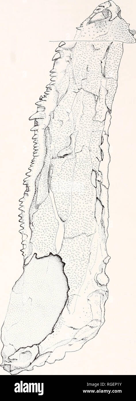 . Bulletin des Museums für Vergleichende Zoologie an der Harvard College. Zoologie. Abbildung 5. Rechte Seite der Gaumen in ventralen ansehen und Kiefer Rami im medial Blick auf Caerorhachis bairdi, X 3. klicken Sie mit der rechten Oberkiefer (Abb. 4), aber Anzeichen etwa 18 Zähne, die sich in der Nähe der Verzerrung ist während Erhaltung durchgeführt haben. Die an den Grafen in Dendrerpeton. maxillae nicht erhalten. Allerdings werden die Teile der Gaumen werden in zwei Breite der Schnauze zeigt an, dass die einzelnen Bausteine erhalten würde. Die linke Lateralis, Vomer, die Dis-. Bitte beachten Sie, dass diese Bilder extrahiert werden aus der gescannten Seite Bilder, haben können. Stockfoto