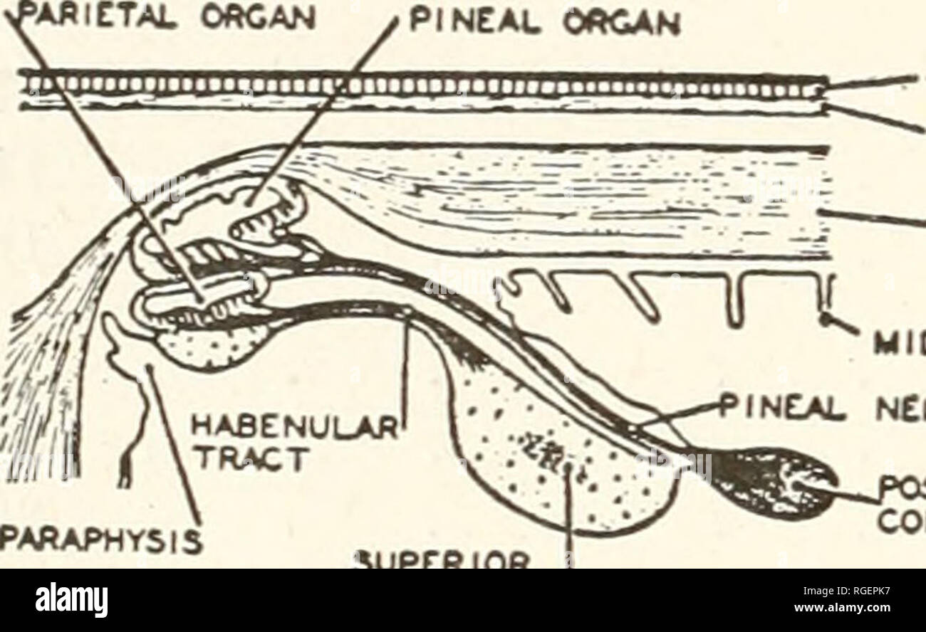 . Bulletin des Museums für Vergleichende Zoologie an der Harvard College. Zoologie. BULLETIN: Museum für Vergleichende Zoologie parietalen Auge, ihren Einfluss Ursachen und unterhält eine Öffnung in der knöchernen Schirm über das Gehirn. Diese Öffnung ist die parietale Foramen - immer Median aber Variable in Position auch innerhalb der Arten (El-Toubi, 1945, s. 5), liegen entweder zwischen den beiden parietale Knochen, zwischen den zwei frontale Knochen, oder in der fronto-Parietalen Naht (Abb. 4). Eine entsprechende Foramen ist der häufige Vorkommen im Paläozoikum Agnatha und Fische, im Erdaltertum und Erdmittelalter Amphibien und Reptilien. BICTAL O Stockfoto