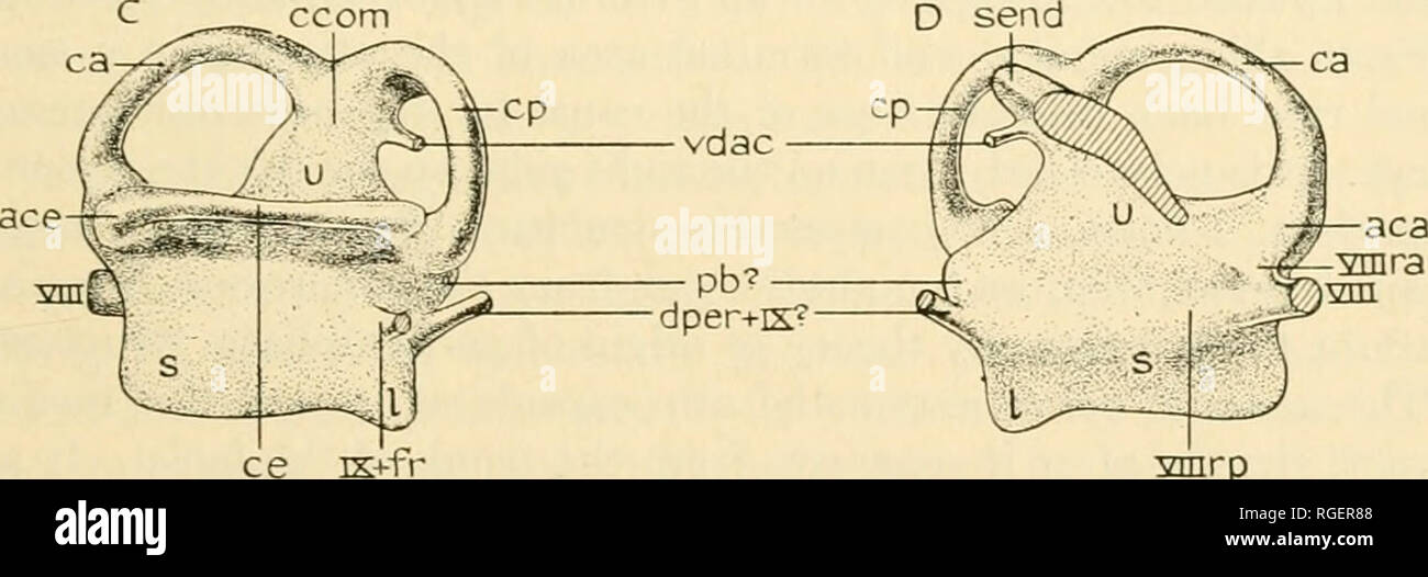 . Bulletin des Museums für Vergleichende Zoologie an der Harvard College. Zoologie. Ccom D senden. smrp Abb. 13. Das Ohr region Megalichthys. A, B. Abschnitte durch den linken otic Kapsel, der Schnitt wird eine vertikale, diagonal an einem Punkt kurz vor der Vena jugularis Canal postero-medial in die braincase in der vagus Region. In der Ansicht wird in einer antero-mediale Richtung; in B, im Gegenteil. C, D, Rekonstruktionen der Hohlräume des linken otic Kapsel als positive wirft. C, laterale Ansicht; D, medial anzeigen. Alle x 3/2. Drei Bogengänge sind klar umrissen, die noch-mals Po besetzen Stockfoto