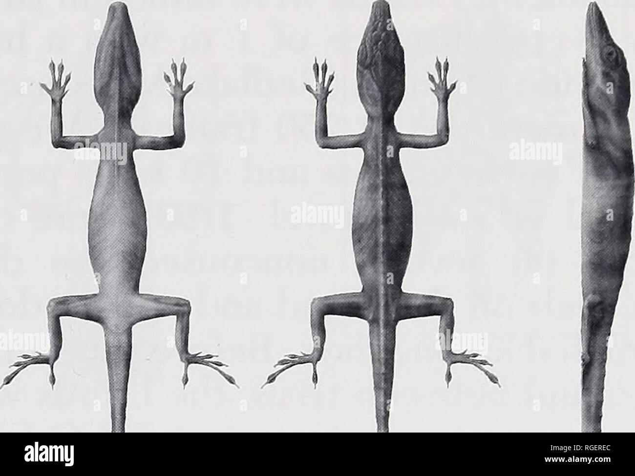 Anolis valencienni Fotos und Bildmaterial in hoher Auflösung Alamy