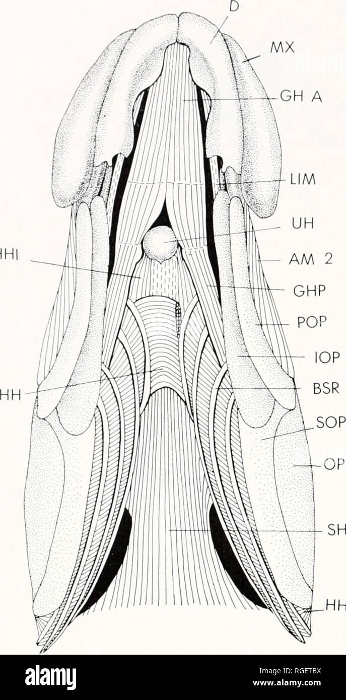 . Bulletin des Museums für Vergleichende Zoologie an der Harvard College. Zoologie. Bulletin Museum für Vergleichende Zoologie, Vol. 147, Nr. 7 HHI. HH S Abbildung 11. Ventrale Aspekt der Muskeln des Kopfes von Eccentricus. cus (Abb. l3: TDA, TDP); (2) Die schwach ausgeprägte transversus dorsalis posterioren läuft ohne Unterbrechungen zwischen den tuberkel auf der dorsalen Aspekte des toothplates des Vierten branchial Arch; (3) Eine weitere deutliche Reduzierung der obliquus posterior, die zwischen der muskulöse Prozess des unteren pharyngeal Kiefer (=5) und der ceratobranchials posteromedial Gesicht der vier Durchläufe betrifft Stockfoto