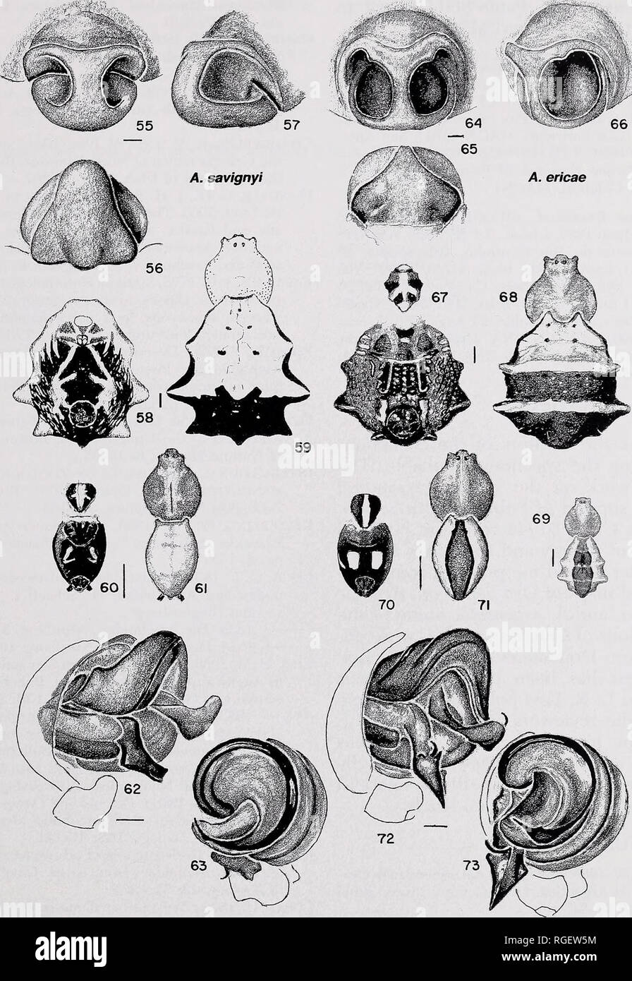 Argiope Savignyi Stockfotos und bilder Kaufen Alamy