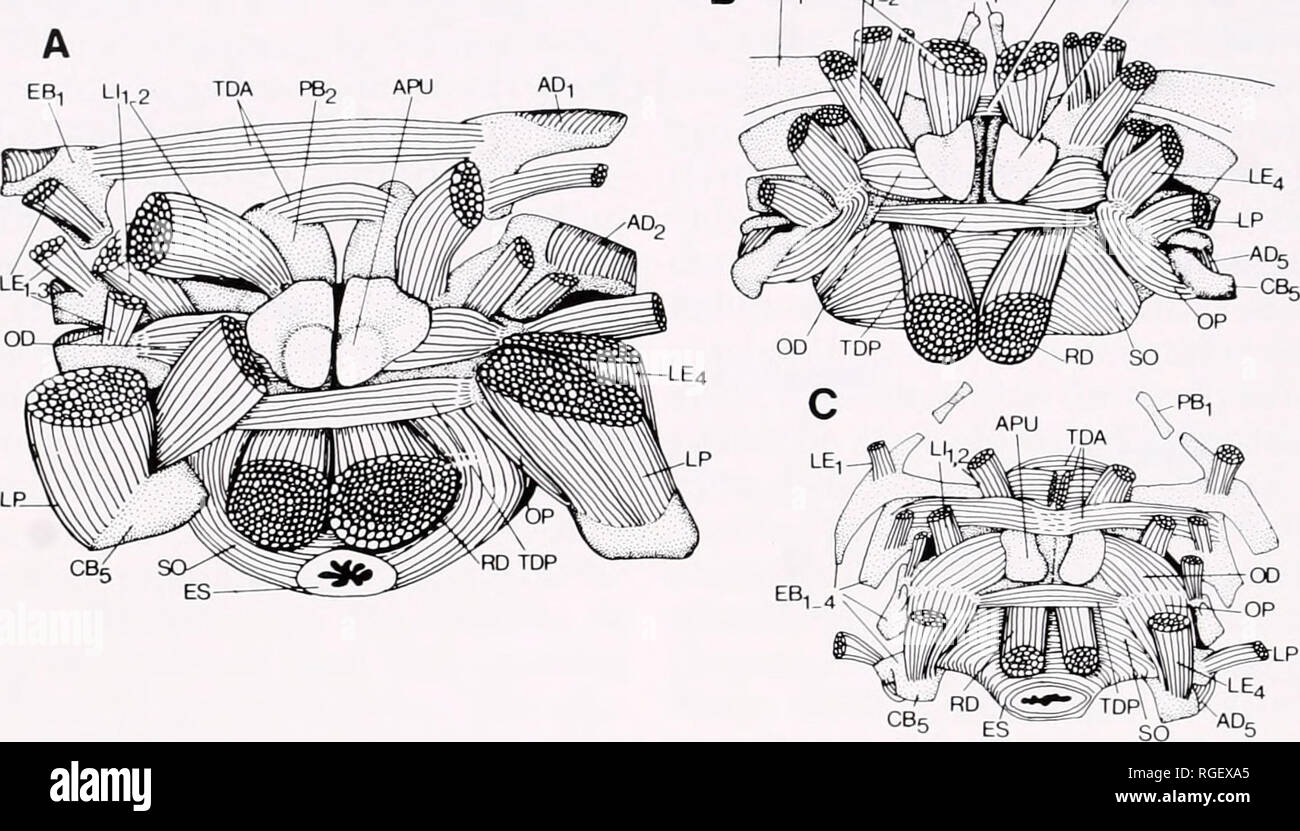 . Bulletin des Museums für Vergleichende Zoologie an der Harvard College. Zoologie. 170 Bulletin Museum von Coniixiidtive Zoologie, Vol. 150, Nr. 3 B EB, LL 2 PB, TDA APU. Abbildung 53. Dorsale Aspekt der Branchial Muskulatur von posterior gesehen die Muskeln um die Speiseröhre und Posterioren branchial Bögen in repräsentativen Pomacentridae (A. aufzuklären Tautogolabrus adspersus. B. Amphi-prlon Xanthurus); Vertreter cichlid (C. "Haplochromis "LEUCISCUS) (von Kaufman und Liem, 1982). Abkürzungen: AD, Adduktoren branchialis; APU, apophysis des oberen pharyngeal Kiefer (dritte pharyngob Stockfoto