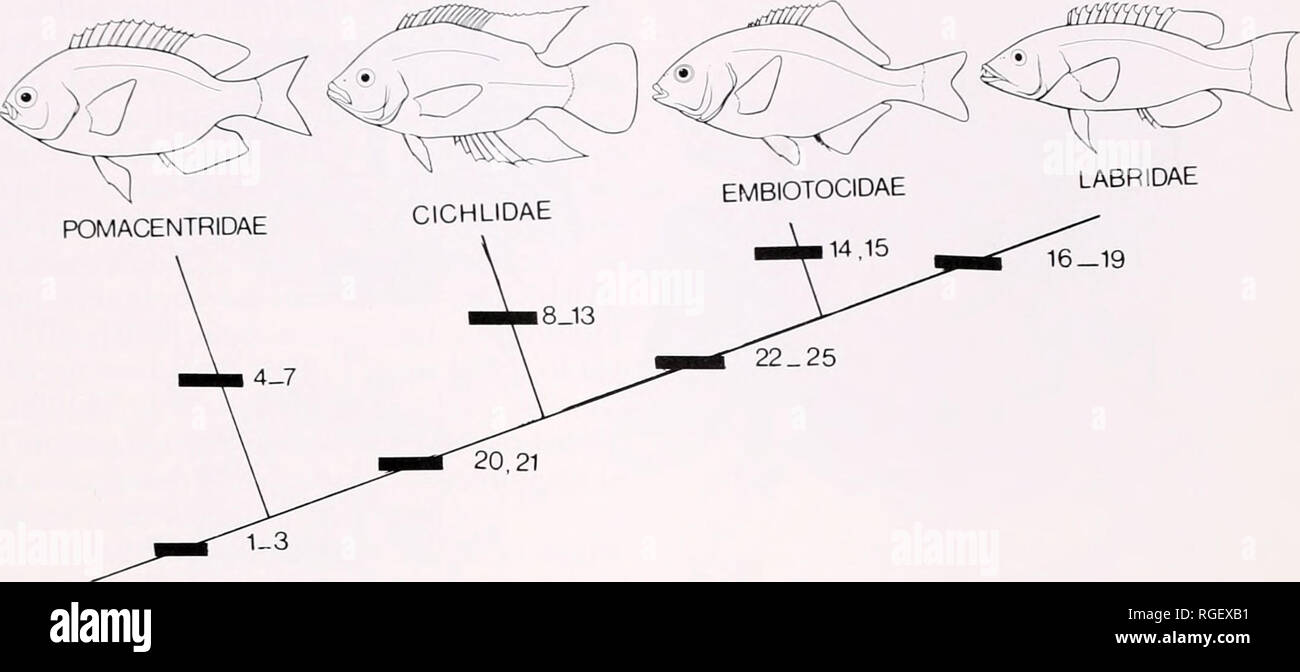 . Bulletin des Museums für Vergleichende Zoologie an der Harvard College. Zoologie. ACTINOPTERYGIAN ZUSAMMENHÄNGE • Ldiidcr (ind LicDi 169. Abbildung 52. Zusammenhänge der wichtigsten labroid Linien auf der Grundlage der folgenden speziellen Zeichen: 1, United oder gesicherte Fünfte ceratobranchials; 2, true diarthrosis zwischen oberen pharyngeal Backen und basicranium; 3, ungeteilte Schließmuskel oesophagi Muskel; 4, starke Blatt von Bindegewebe verbinden Unterkiefer mit einem Ligament, die Einsätze an der ceratohyal Knochen; 5, Nippel - wie Knöcherne Prozess auf ventrale Oberfläche der unteren pharyngeal Kiefer; 6, pharyngo-cleithral Stockfoto