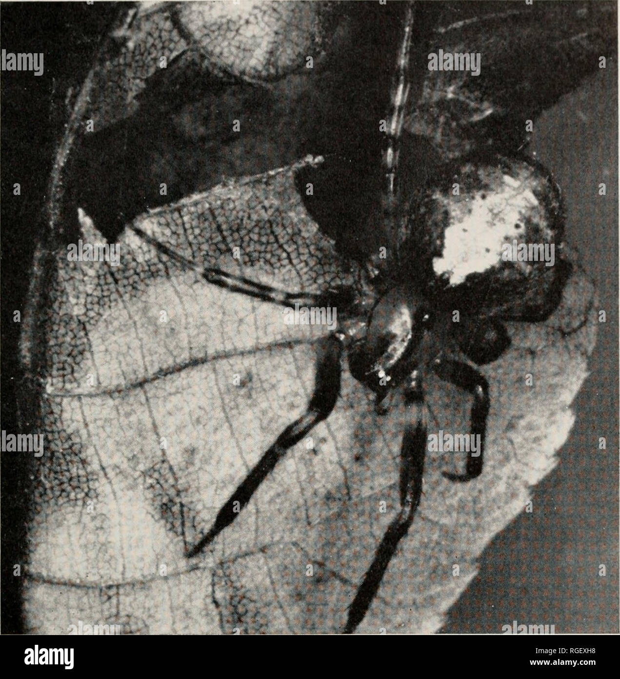 . Bulletin des Museums für Vergleichende Zoologie an der Harvard College. Zoologie. Orb-weber Gattung Zygiella • Levi 269. Platte 1. Weibliche Zygiella atrica (C. L. Koch) von Nahant, Massachusetts, im Labor. ist so lang wie breit, vorne, immer etwas schmaler hinter als Vor (Abbildungen 1, 12, 57, 65). Die anteriore Augen sind ungefähr gleichen Abstand. Aber in größeren Exemplaren (Z. sia) Sie so viel wie zwei Mal ihre Durchmesser von hausanschlussleitungen getrennt sind. Der hintere mittlere Augen sind nur etwa eineinhalb mal der Abstand der mittleren Auge Intervall aus der seitlichen Augen (fast 5 mal i Stockfoto