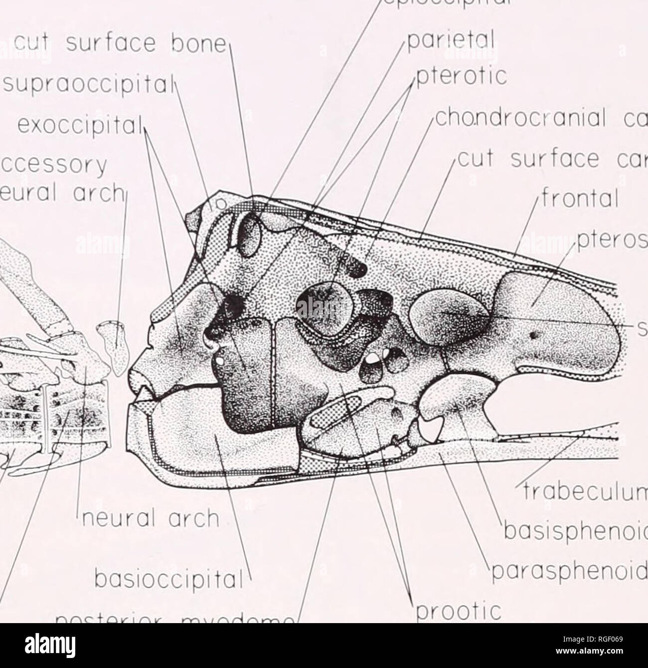 . Bulletin des Museums für Vergleichende Zoologie an der Harvard