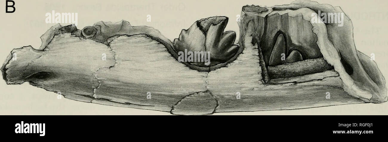 . Bulletin des Museums für Vergleichende Zoologie an der Harvard College. Zoologie. 2 mm. Abbildung 1. Links von dentary Miteredon MGUH cromptoni, VP 3392, in (A) Mehrsprachige Anzeigen und (B) occlusolabial anzeigen. In occlusolabial, tfie Unterkieferkanal sichtbar ist DISTAL als durch ein Fenster in der labialen Aspekt des Kiefers cast gefüllt; der Kanal verschleiert die basale Krone der Pc". Alter. Späten Trias (PNorian - Rhaetic; Jenkins et al., 1994). Die Diagnose. Cingular cusps auf postcanine Zähne fehlen oder verloren, einen abgeleiteten Charakter gemeinsam mit galesaurid cynodonts, Ci/nog - nathiis und Frobelesodon (Hopson und Kitching Stockfoto