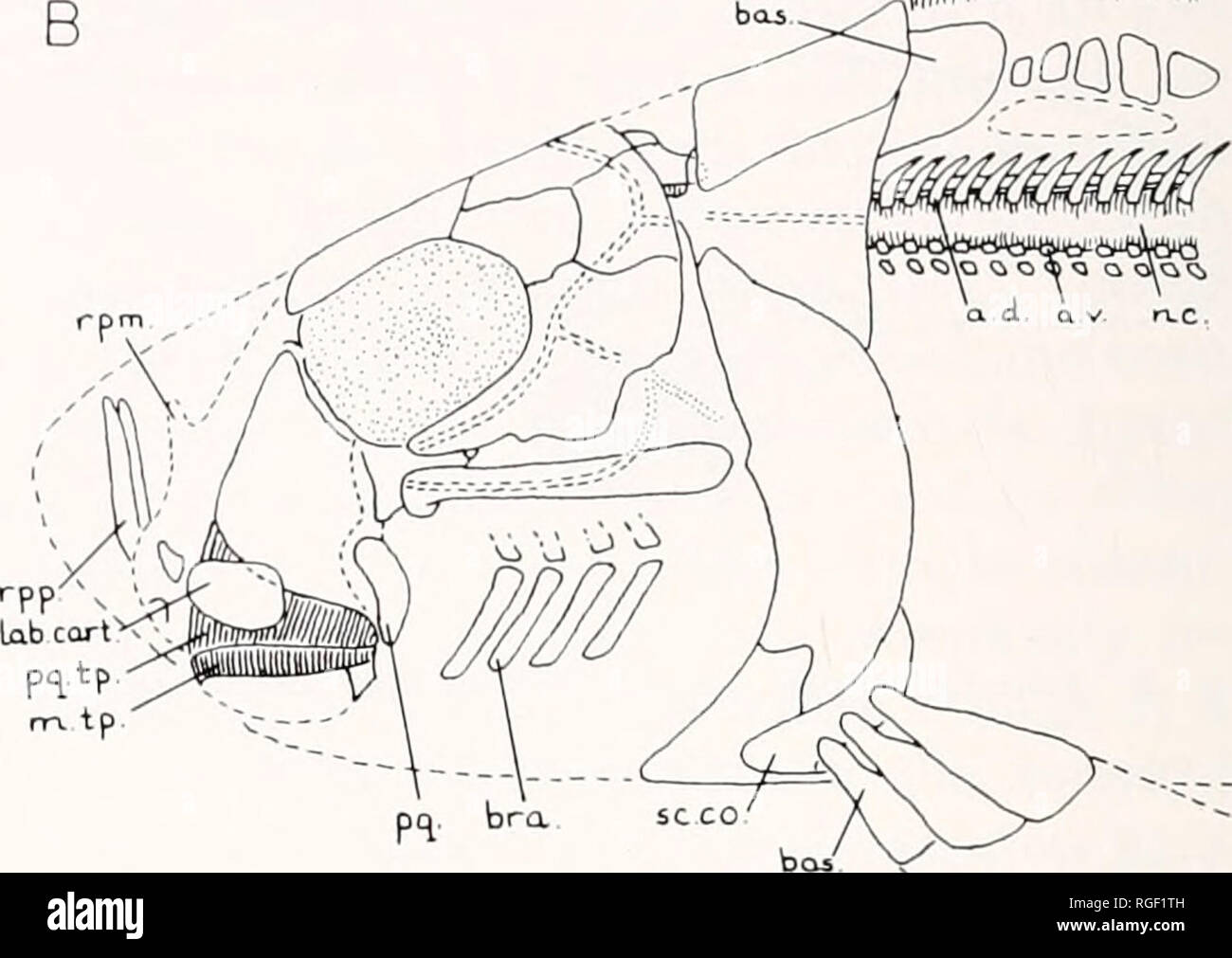 . Bulletin des Museums für Vergleichende Zoologie an der Harvard College. Zoologie. 0, i! iimi^'nm §. Abb. 6. Wiederaufbau der Kopf und Schultergürtel von zwei ptyctodonts; seitliche Ansicht. A, Rhamphodopsis trispinofus Watson; B, Ctenurella glodbochens/s0 rvig. o. d., Dorsalen arcualio; a. v., ventralen arcualia; hat., Basal; Br., Branchial arch; c. Hy., ceratohyal; d. sp., stachelstrahl; Ep. Hy., epihyal; Lab. Karre, labial Knorpel; Mk., Meckel s Knorpel; m. tp., nnandib-ular toothplate; n.c, Chorda dorsalis; Ph. Hy., pharyngohyal; pq., palatoquadrate; pq./s., obere toothplate; U/Min., medial rostralen Prozess; Rpp., Stockfoto