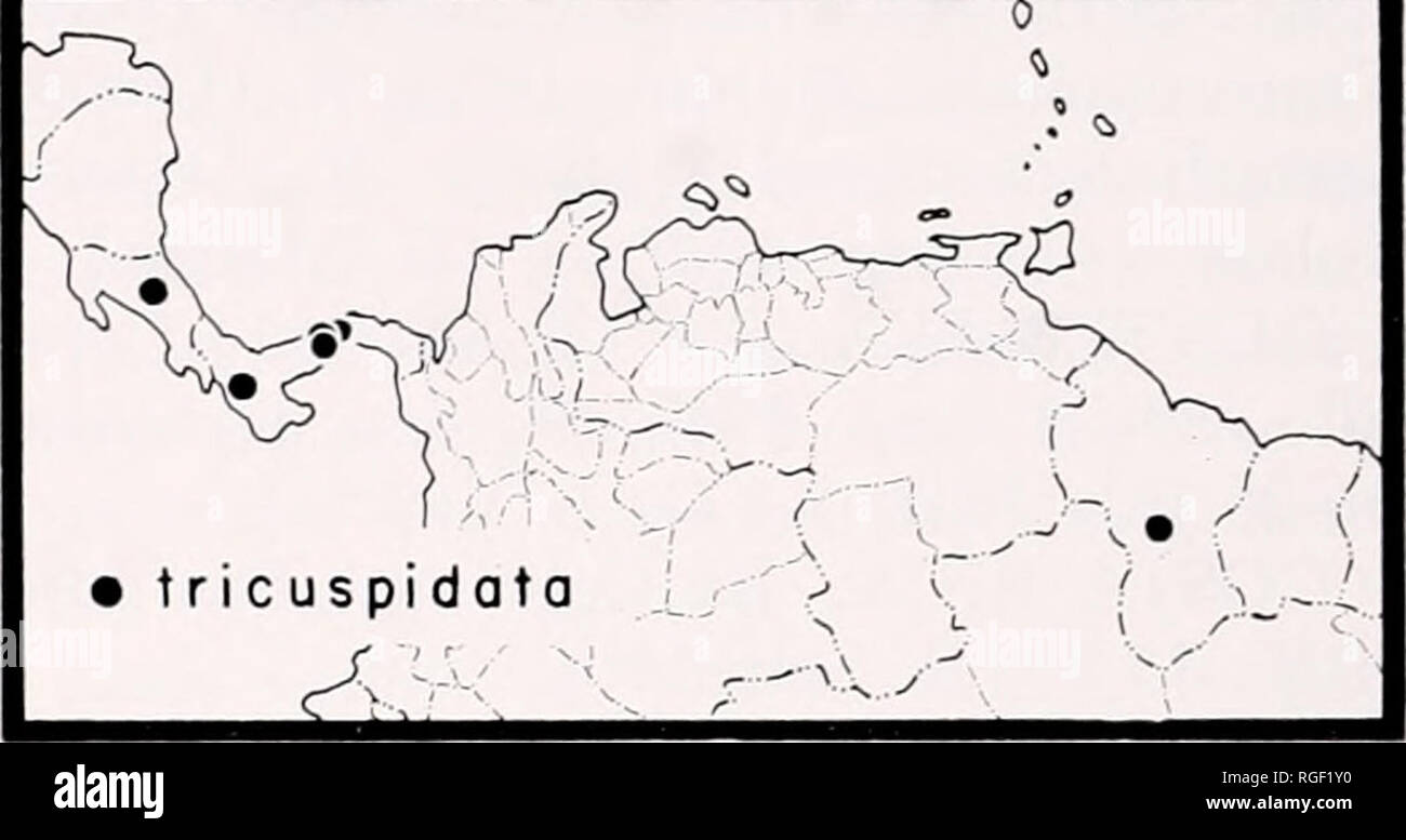 . Bulletin des Museums für Vergleichende Zoologie an der Harvard College. Zoologie. 100 Bulletin Museum für Vergleichende Zoologie, Vol. 140, Nr. 3 Breite des Auges Zeilen: AME.32-.33 mm, ALE.84-.90 mm, PLE 1.59-1.69, PME. 95 - 1,04 mm. Segmente ol Bein I: Femur 2,4-2,6 mm, kniescheibe - tibia Metatarsus 2.9-3.2 mm, 1,9 - 2,0 mm, Tarsus 1,0 mm, Gesamtlänge I 8,3 - 8,8 mm. Patella - TIBIAE: II 2,8-3,1 mm, III 2.1-2.3 mm, IV 2,0-2,2 mm. Farbe. Muster dargestellt in Abbildungen 48 und 49. Gesicht und chelizeren Braun mit schwere Kleidung in Weiß, appressed Haar, untere Kante des clypeus Protuberant, gelb-ish. Büschel weisser Hai Stockfoto