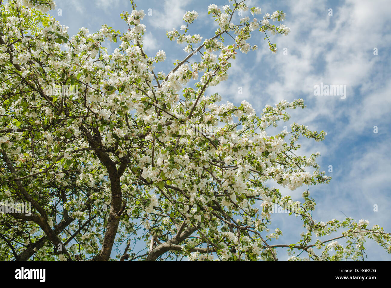 Frühling Apfelbaum gegen den blauen Himmel Hintergrund Stockfoto