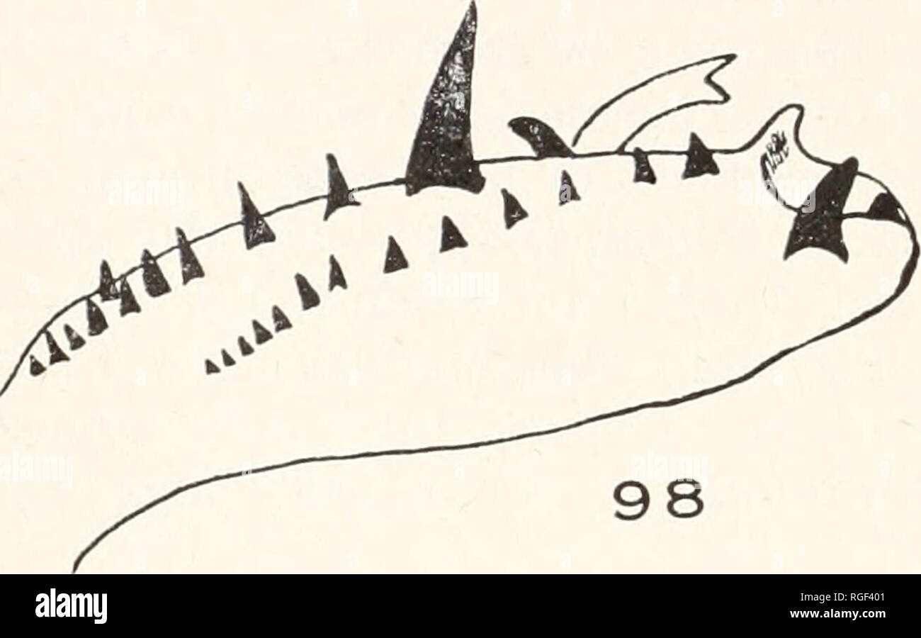 . Bulletin des Museums für Vergleichende Zoologie an der Harvard College. Zoologie. 348 BULLETIN: Museum für Vergleichende Zoologie als der Durchmesser von Plb. AME von PMB von etwa 1,3 mal ihre Durchmesser getrennt, daher sind sie weiter von einer anderen als der Hausanschlussleitungen werden von einander. Die zentrale okuläre Quad-core-Bwinkel ist breiter hinter als Vor im Verhältnis von etwa 21:19, fast genau so lang wie breit. Chelizeren: Mäßig porrect; stark divergierenden; in der Regel lange und mäßig schlank; basal Segment 2,86 mm. lang und daher nur geringfügig. o o o o o o o o 97. Bitte beachten Sie, dass Stockfoto