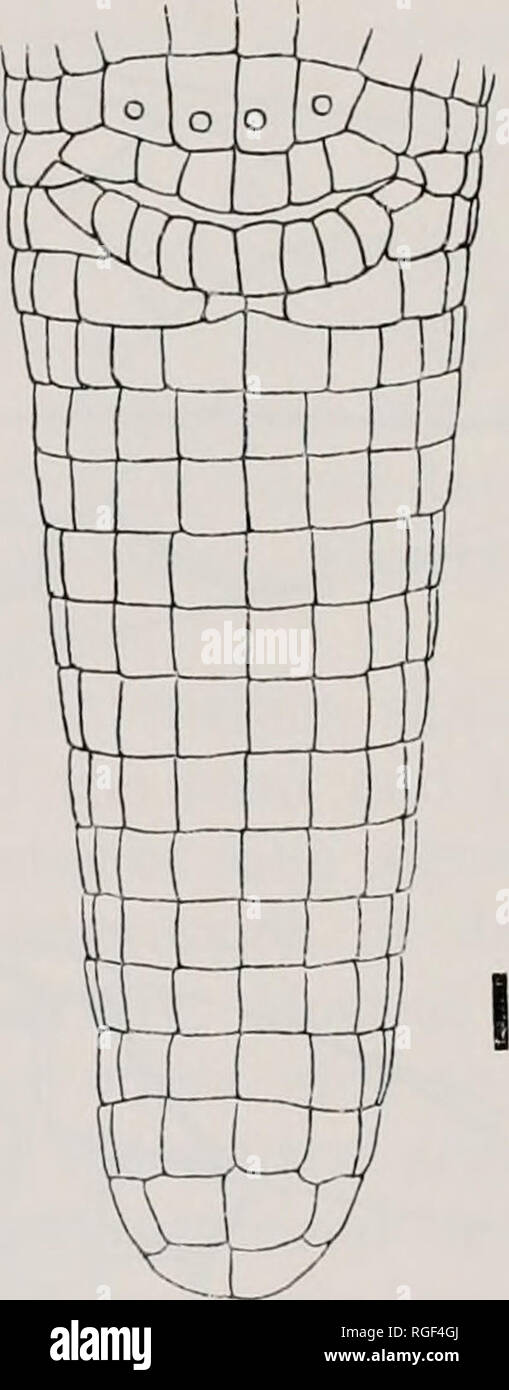 . Bulletin des Museums für Vergleichende Zoologie an der Harvard College. Zoologie. 134 BULLETIN: Museum für Vergleichende Zoologie Ort Aufzeichnungen (siehe Abb. 1 für Karte): JUNGFERNINSELN: (Barbour, 1914, 1930, 1935, 1937; Cope, 1869; Gray, 1872, 1873; Giinther, 1865; Stejneger, 1904); KM R-448, R-6744 (PARATYPE Antillensis). ST. THOMAS: (Boulenger, 1885, 1890; Cope, 1861; Grant, 1937 a, 1946; Gray, 1865, 1872, 1873; Meerwarth, 1901; Reinhardt und Liitken, 1862; Stej-Neger, 1904 HINWEISE ZU DEN TYPEN siehe; Strauch, 1881); BM60-4-18-71-72; CNHM 51586 (800 Höhenmeter, auf schattigen Hang); HM 308 und KM R-4410; M Stockfoto