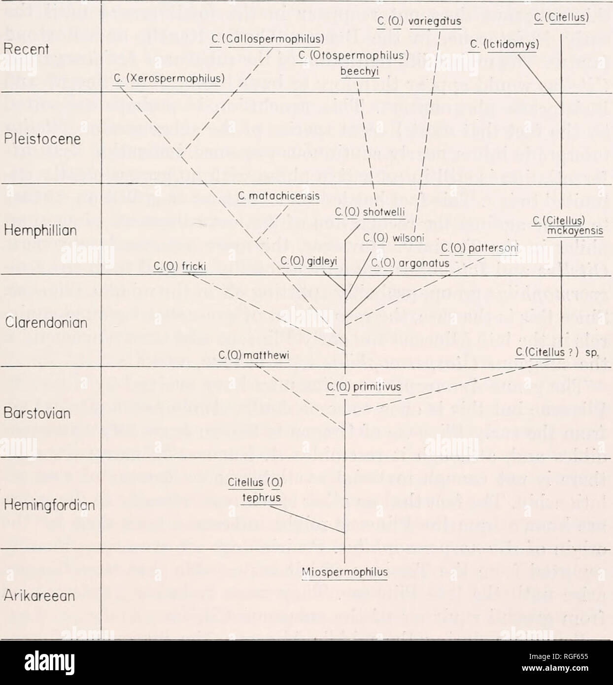 . Bulletin des Museums für Vergleichende Zoologie an der Harvard College. Zoologie. Schwarz: North American tertiären Sciuridae 237 von Miospermophilus aber die evolutionäre Sequenz ist schwer zu verfolgen (siehe Abb. 8). Die meisten dieser Formen sind an eine otospermophile Entwicklungsstand mit niedrigen gekrönt Zähne, niedrige lophs, trigonids und posterolophids und ziemlich tief Kiefer. Einige, wie Citellus (O.j matthewi, von der Schlange Creek, und C. (O.j tephrus vom Schädel Federn sind unverwechselbar, aber in den meisten Fällen wird man mit der allgemeine Eindruck von einer Vielzahl allgemeiner Eichhörnchen unterschiedliche litt Links Stockfoto