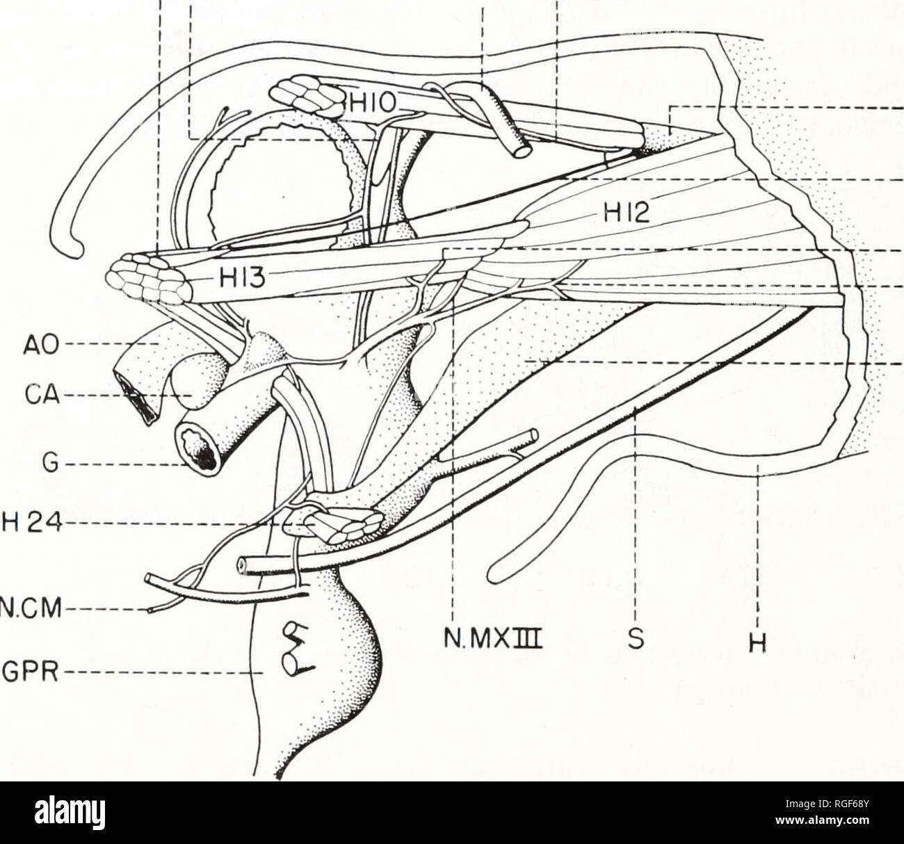 . Bulletin des Museums für Vergleichende Zoologie an der Harvard College. Zoologie. 138 S. ILLETIX: Museum für Vergleichende Zoologie der Mittellinie in den frontalen Ganglion (GF; Feigen. 3, 5); die labral Nerv Felgen nach ventral und bald gibt (N. 00; Feigen eine Seite verzweigen, Nervus mandibularis protractoris. 3, 6). Letztere wiederum bifurcates und sendet Niederlassungen zu den beiden winkelmesser Muskeln des Unterkiefers, Mm. protractorcs Seten mandibularium Primus (H8) ct Secundus{H9) (Abb. 6). Beide Benwitz (1956; Corixa) HII N. MDI N.A N. MDE. MS bis r - N. N. MXI MXE - HW-Abb. 4. Seitliche Sicht auf der rechten Seite des Kopfes, Stockfoto
