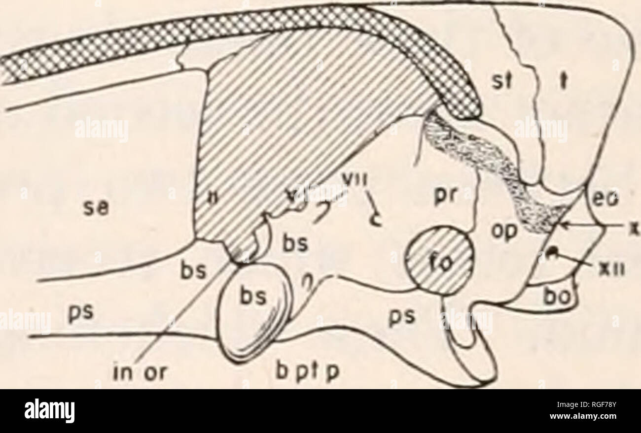 . Bulletin des Museums für Vergleichende Zoologie an der Harvard College. Zoologie. """"&Gt;^l^ alaeogyrinus bprp. Seymouria Abb. 7. Links laterale Ansicht des braincase der Formen in den Abbildungen 5, 6, 8 gesehen. spondyls mit abgeflachten Gaumen Diese tubera tendenziell reduziert oder nicht vorhanden sein. In allen primitiven Tetrapods, und in Knochenfischen, die internen Karotisarterien Vorwärtsfahrt unter dem Median der basipterygoid braincase Prozesse zu einem Punkt anterior zu diesen structiu-es und der hypophyse Fossa und dann nach oben in die braincase Pass. In dieser Passage zu ihren Beziehungen mit den parasphenoid Ar Stockfoto