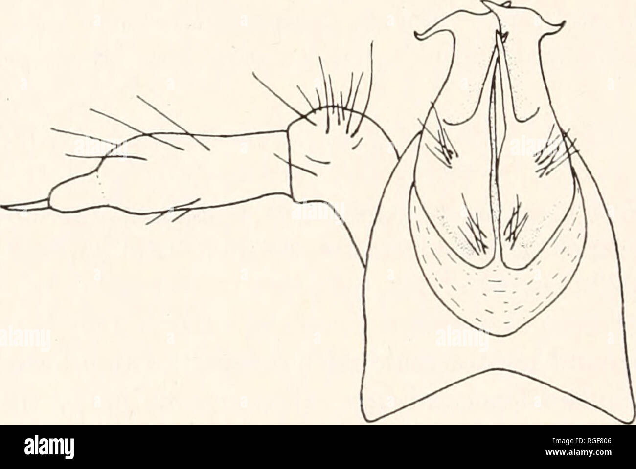 . Bulletin des Museums für Vergleichende Zoologie an der Harvard College. Zoologie. 386 Bulletin: Museum für Vergleichende Zoologie Scoterpes copei (Packard) ein Weibchen, EIN-4971, Ruby Falls Höhle, in der Nähe von Chattanooga, Hamilton Co., Tenn., Aug 7, 1939; 3 Exemplare, EINE-5027, Gregory's Cave, Cades Cove, Great Smokey Mts. National Park, Sevier Co., Tenn., Aug 9, 1939; 4 Exemplare, -4912, White's Höhle, in der Nähe von Mammoth Cave postoffice, Edmonson Co, Ky., Aug 30, 1939; 1 Muster, -4917, in der Nähe von Richardson's Feder, Mammoth Cave, Edmonson Co, Ky., Aug 30., 1939. Scoterpes austrinus spec. nov. Platte 1, Abbildungen 1 und 2 Stockfoto