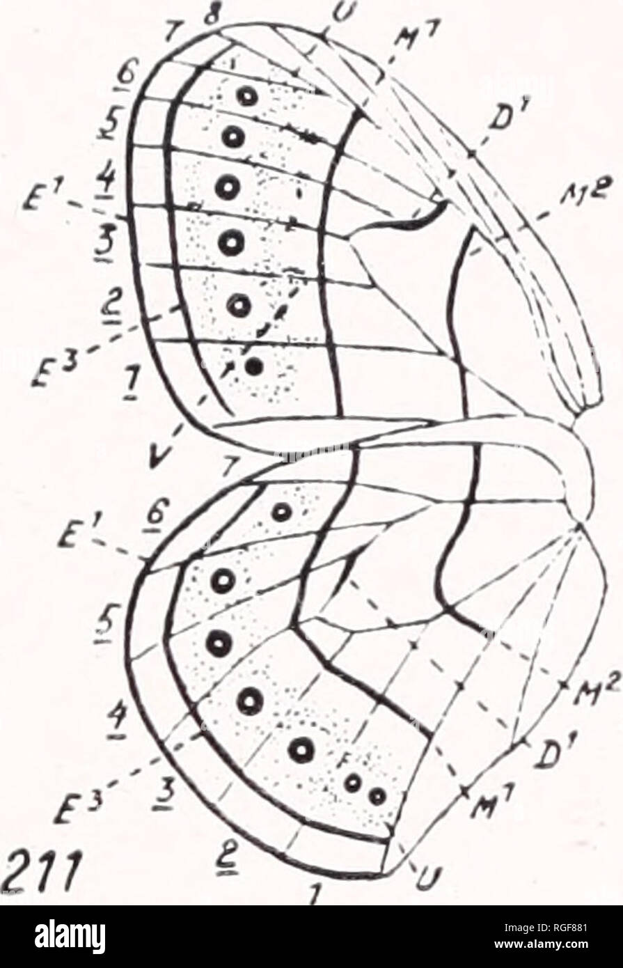 . Bulletin des Museums für Vergleichende Zoologie an der Harvard College. Zoologie. Stier. MUS. Komp. ZOOL. Davenport. Die Satyrid Gattung Coenonympha. Platte 1. 1. Bitte beachten Sie, dass diese Bilder sind von der gescannten Seite Bilder, die digital für die Lesbarkeit verbessert haben mögen - Färbung und Aussehen dieser Abbildungen können nicht perfekt dem Original ähneln. extrahiert. Harvard University. Museum für Vergleichende Zoologie. Cambridge, Mass.: Das Museum Stockfoto