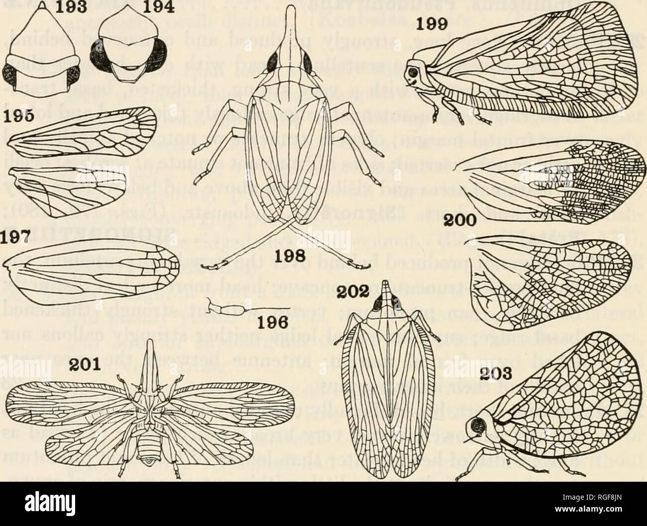 . Bulletin des Museums für Vergleichende Zoologie an der Harvard College. Zoologie. 118 Bulletin: Museum für Vergleichende Zoologie der seitlichen Kanten von der Front, in der Regel unterhalb der Augen; Seiten des Gesichts (lorse) nicht sichtbar in der Ansicht von vorn, oder bilden einen Winkel mit der clypeus 25. Abbn. 193-203. Homoptera 193. Acanalonia, Kopf (Metcalf) Acanaloniidae. 194. Aphelonema, Kopf (Metcalf) Issidse. 195. Otiocerus, Flügel (Metcalf) Derbidse. 196. Liburniella, Antenne (Garman) Delphacidse. 197. Scolops, Vorderflügel (Metcalf) Dictyopharidse. 198. Scolops (Garman) Dictyopharidse. 199. (Acanalonia Acanaloniidae Swezey). 2 Stockfoto