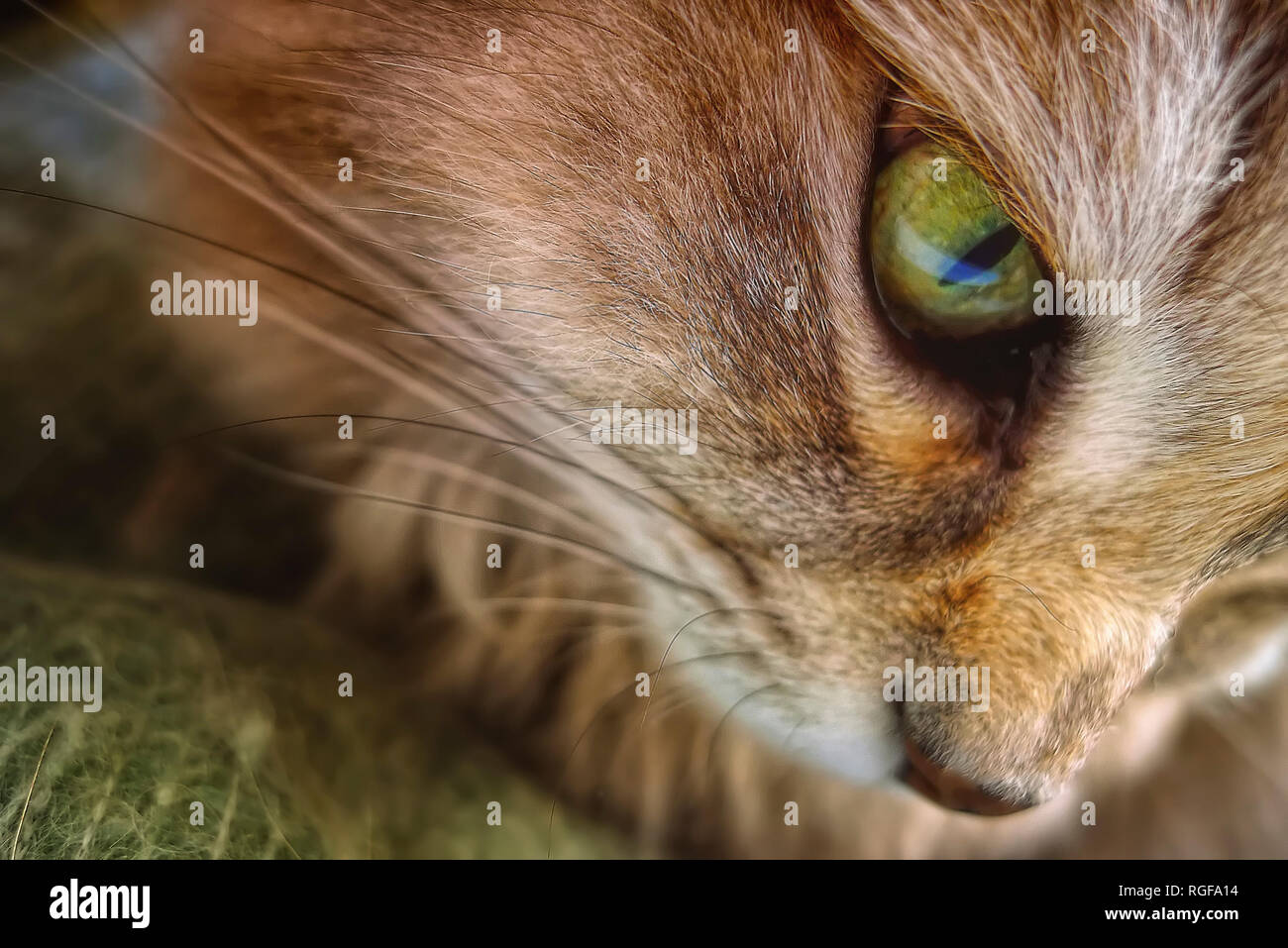 Schnurrhaare und grünen Auge von einem Sibirischen erwachsenen Katze. Stockfoto