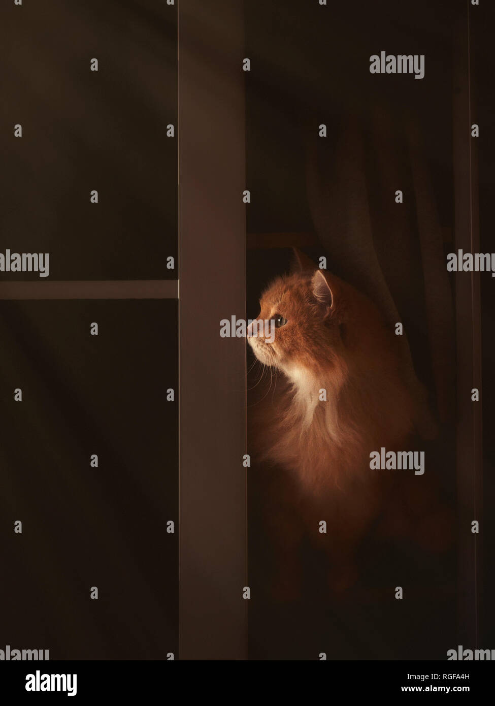 Cat Neugier. Eine Sibirische Katze im Schrank. Stockfoto