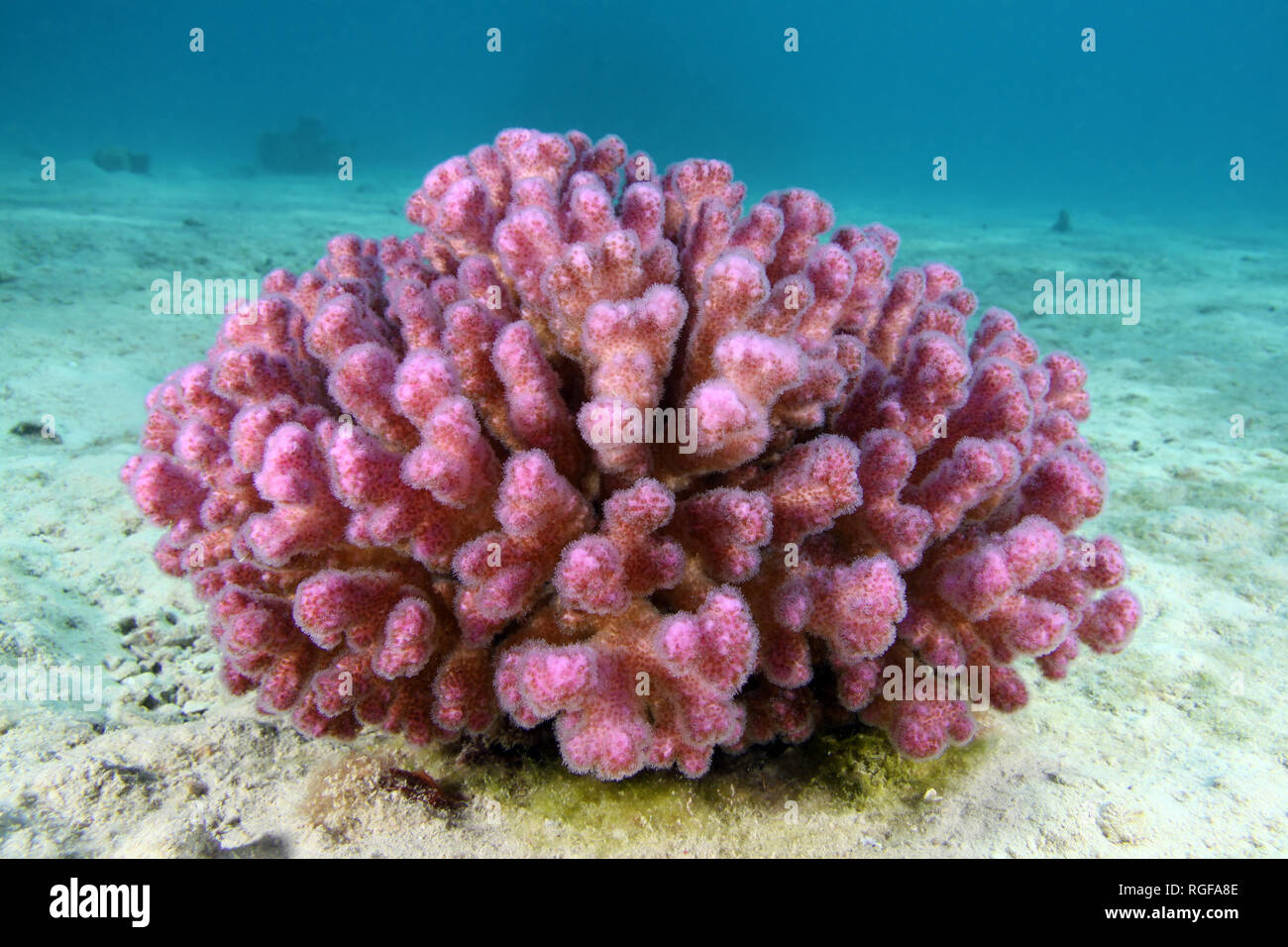 Himbeere Korallen im Roten Meer Stockfoto