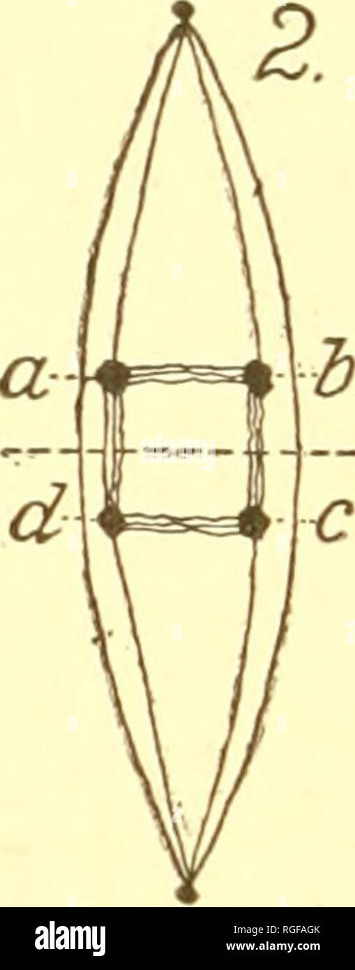 . Bulletin des Museums für Vergleichende Zoologie an der Harvard College. Zoologie. Auf den Beobachter, wie dies manchmal (Abbn. 237-239). Abbildung 192 zeigt vier riugs vom Rand gesehen und zwei von der Seite. Die vier Chromosomen einer Gruppe kann in einem Quadrat anstatt in einem Kreis angeordnet werden (Platte IV. Abbn. 175, 176). Die Aufteilung der Ringe können verschiedene Auftritte in Abhängigkeit von der Position der Chromosomen mit Bezug auf die Pole der Spindel vorhanden. Die Gruppe kann ein Quadrat mit einer Seite drehte sich zu jedem Pol der Spindel (Diagramm 2), oder es kann mehr Diamanten sein-Form (Diagra Stockfoto . Bulletin des Museums für Vergleichende Zoologie an der Harvard College. Zoologie. Auf den Beobachter, wie dies manchmal (Abbn. 237-239). Abbildung 192 zeigt vier riugs vom Rand gesehen und zwei von der Seite. Die vier Chromosomen einer Gruppe kann in einem Quadrat anstatt in einem Kreis angeordnet werden (Platte IV. Abbn. 175, 176). Die Aufteilung der Ringe können verschiedene Auftritte in Abhängigkeit von der Position der Chromosomen mit Bezug auf die Pole der Spindel vorhanden. Die Gruppe kann ein Quadrat mit einer Seite drehte sich zu jedem Pol der Spindel (Diagramm 2), oder es kann mehr Diamanten sein-Form (Diagra Stockfoto